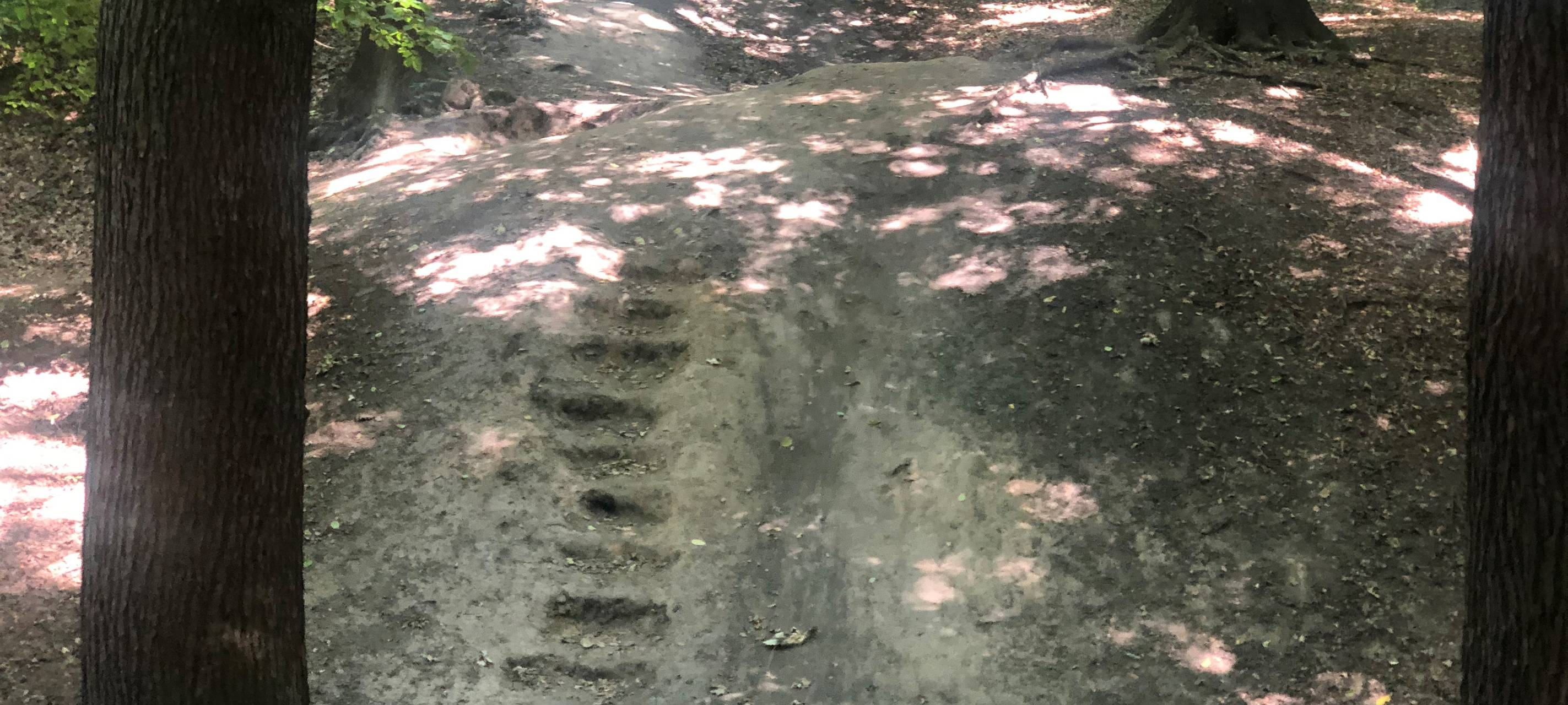 Mountainbiker zerstören Wald im Dortmunder Naturschutzgebiet