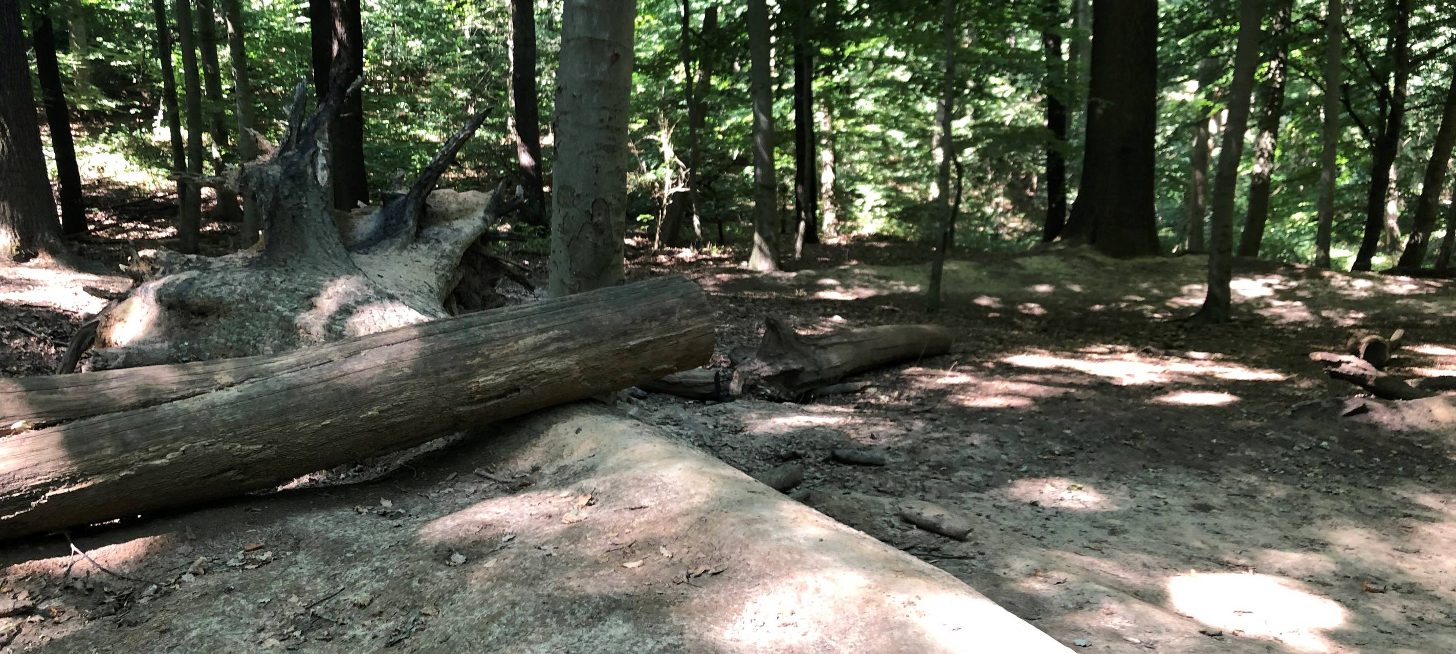 Mountainbiker zerstören Wald im Dortmunder Naturschutzgebiet