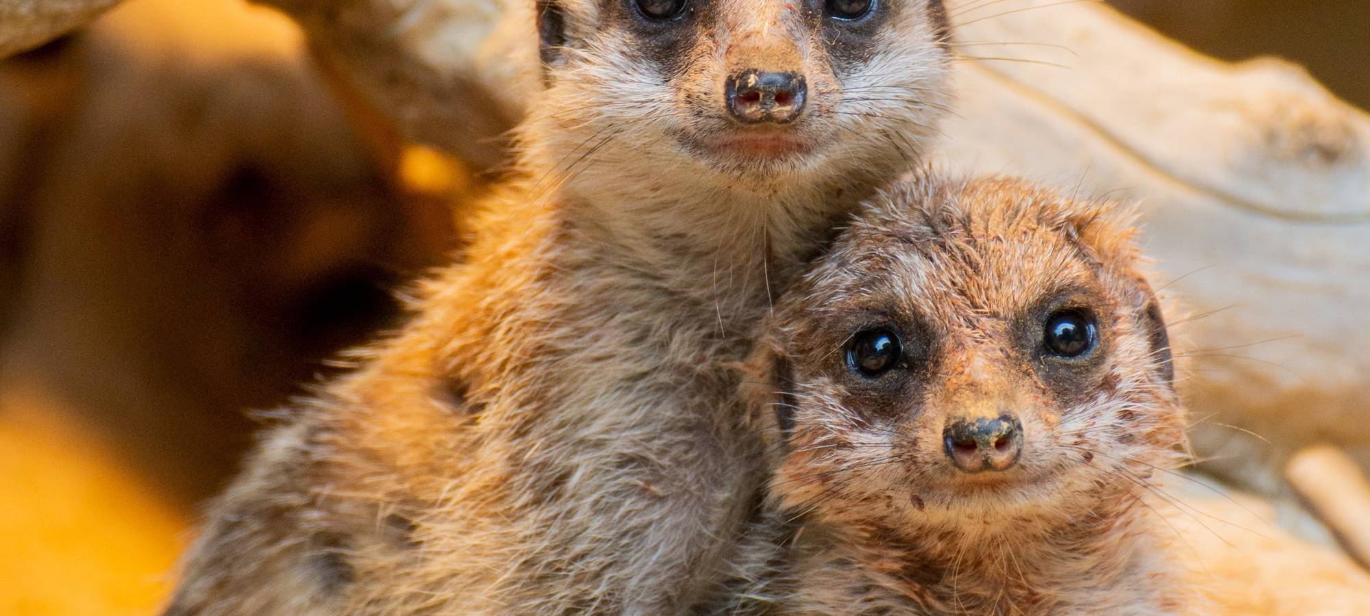Erdmännchen Jungtiere im Dortmunder Zoo