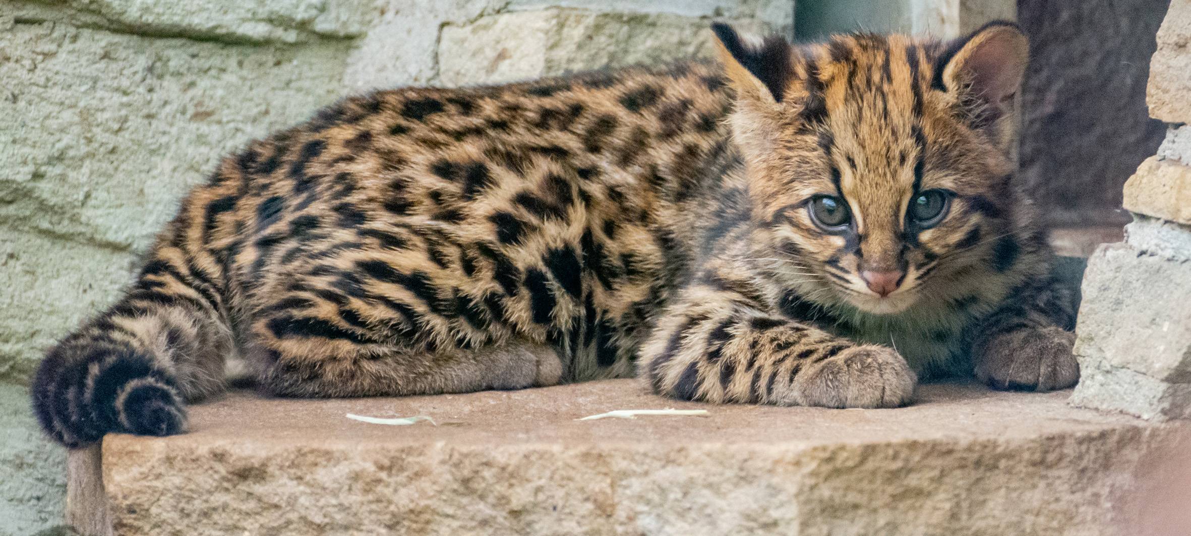 Der junge Oncilla auf der Außenanlage.