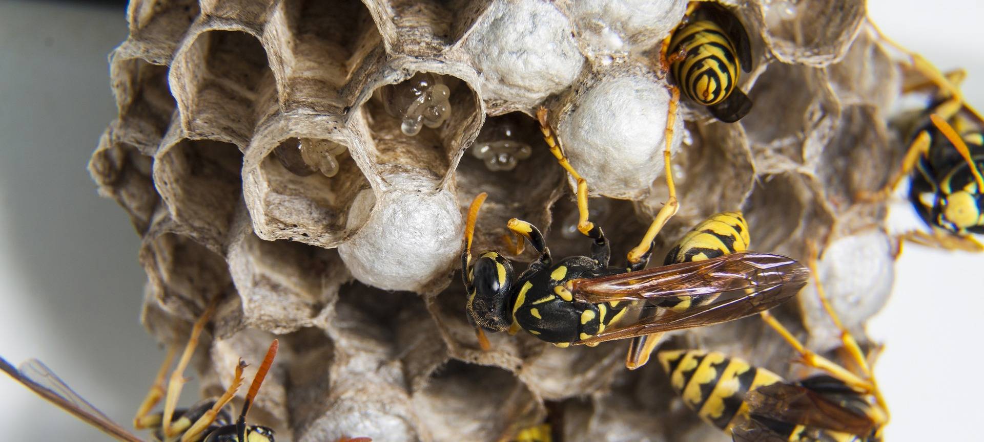 Dortmunder Imker erwartet Wespenplage in Dortmund