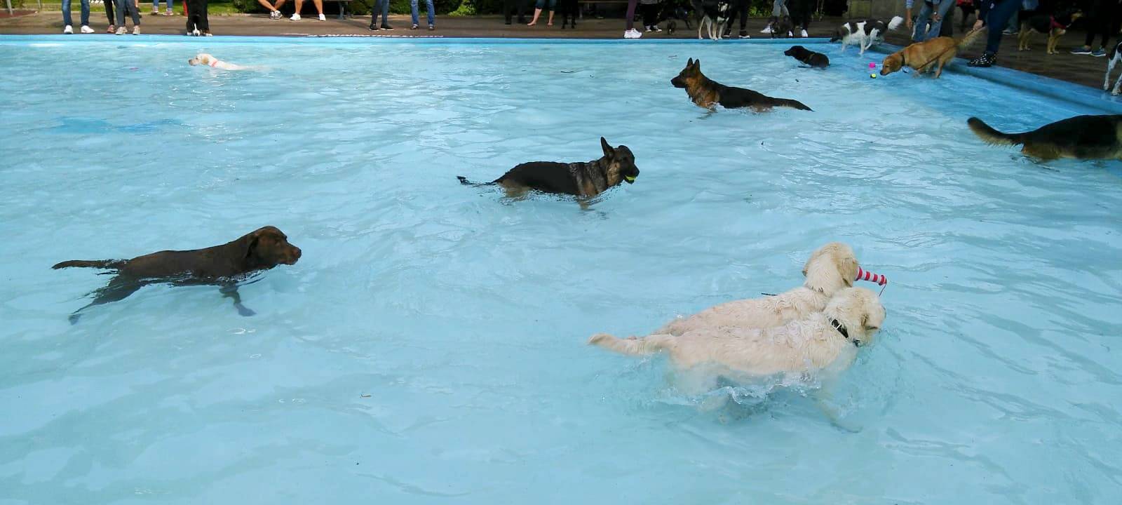 Hundeschwimmen im Freibad Dortmund-Derne.