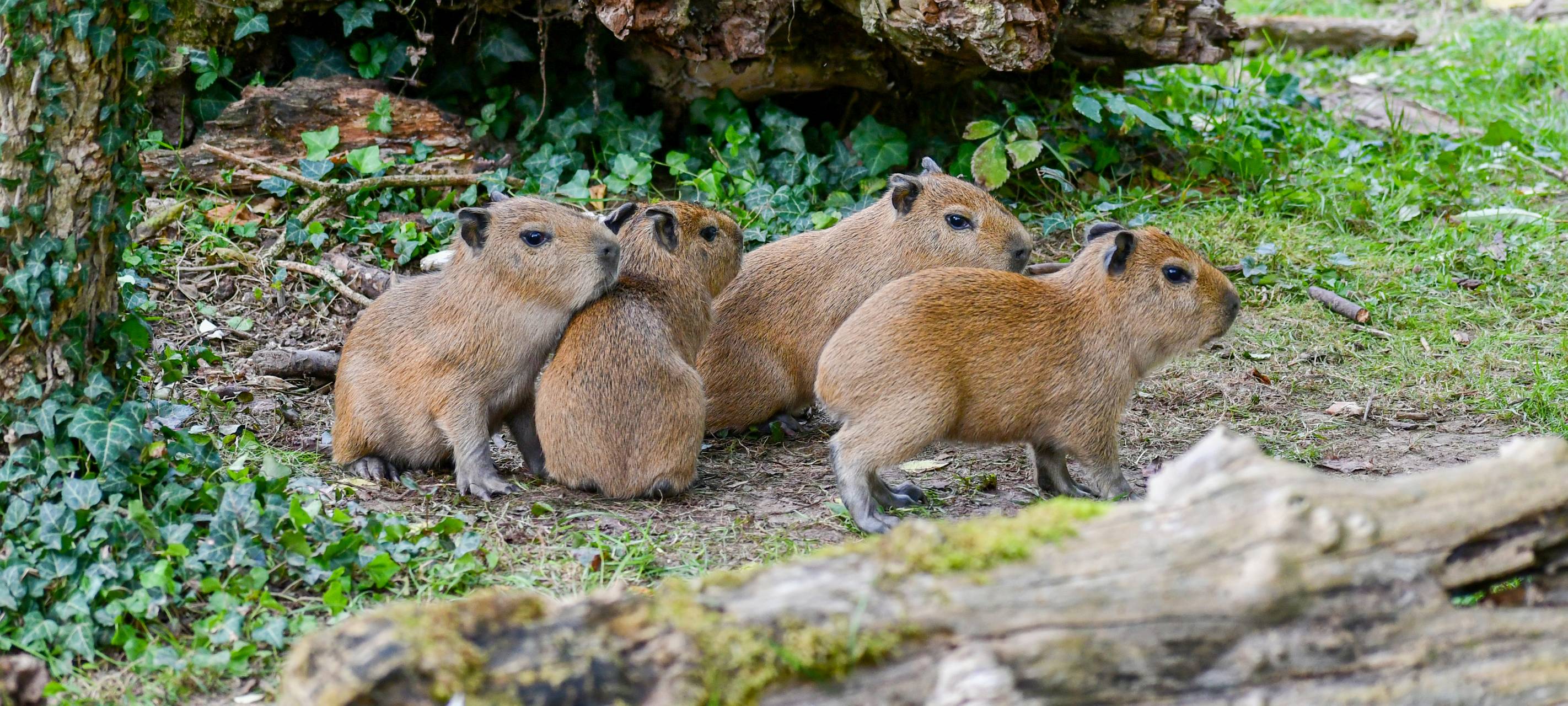 Dortmunder Zoo: Nachwuchs bei den Wasserschweinen
