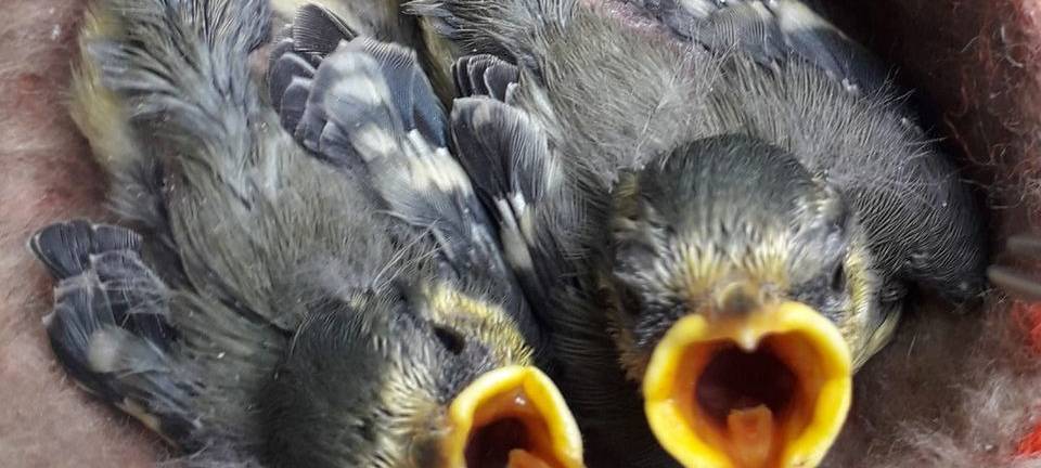 Anpacker 2020: Vivi's Tierschutzgarten Dortmund