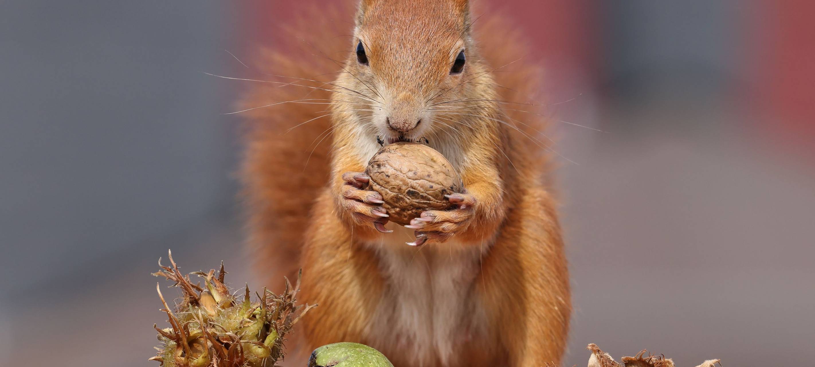 Dortmunder Eichhörnchen finden zu wenig Futter.