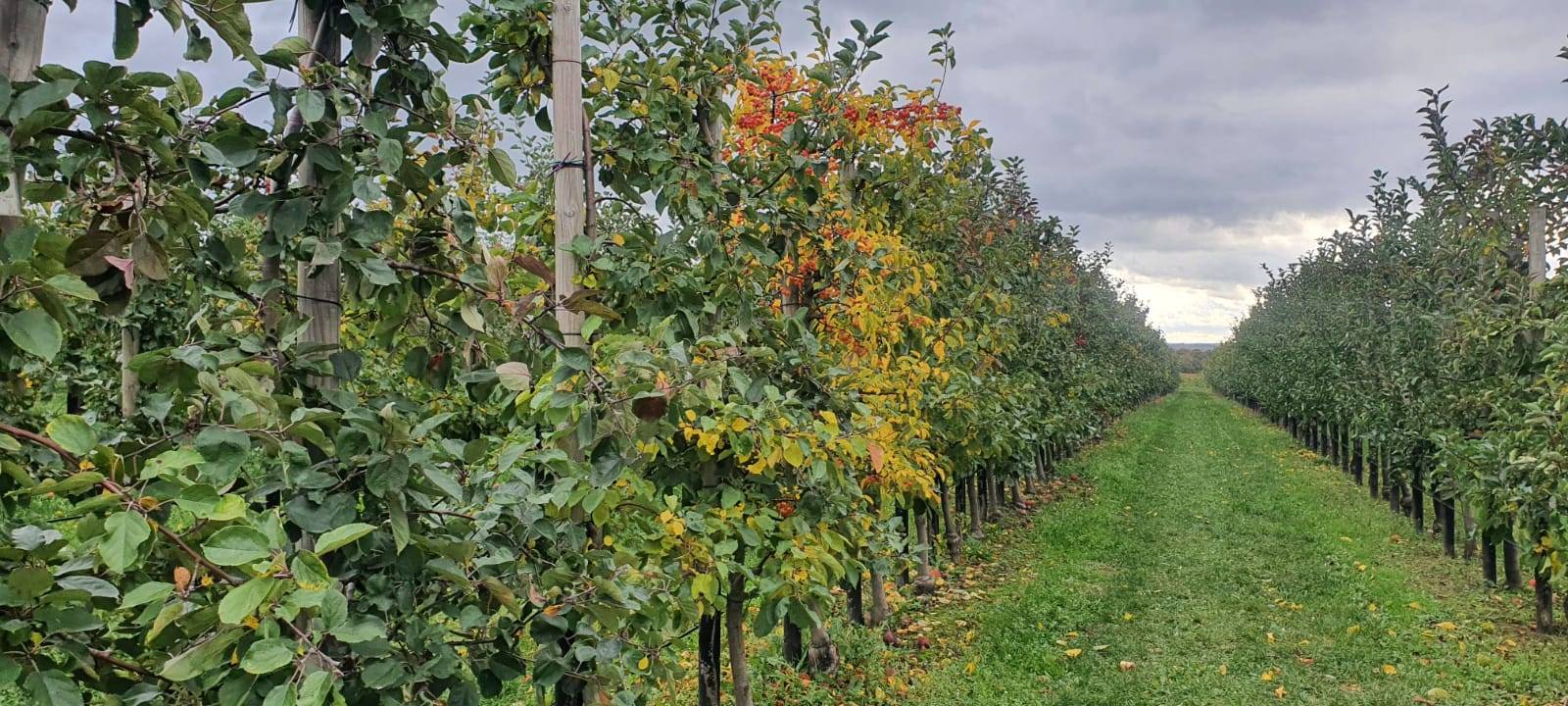 Zwischendurch zeigt sich der Herbst in all seiner Farbenpracht. Die Tage werden kürzer und auf dem Bauernhof Familie Mertin in Grevel geht jetzt die Apfelernte zu Ende.