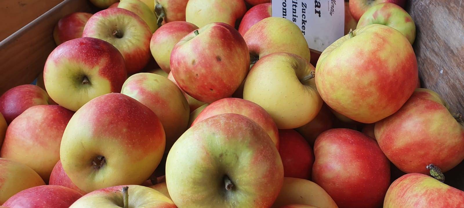 Dortmund: Umweltschützer sammeln Apfel-Rekordernte