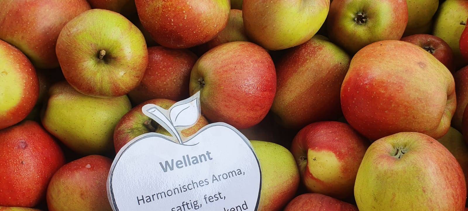 Dortmund: Apfelernte auf dem Hof Mertin