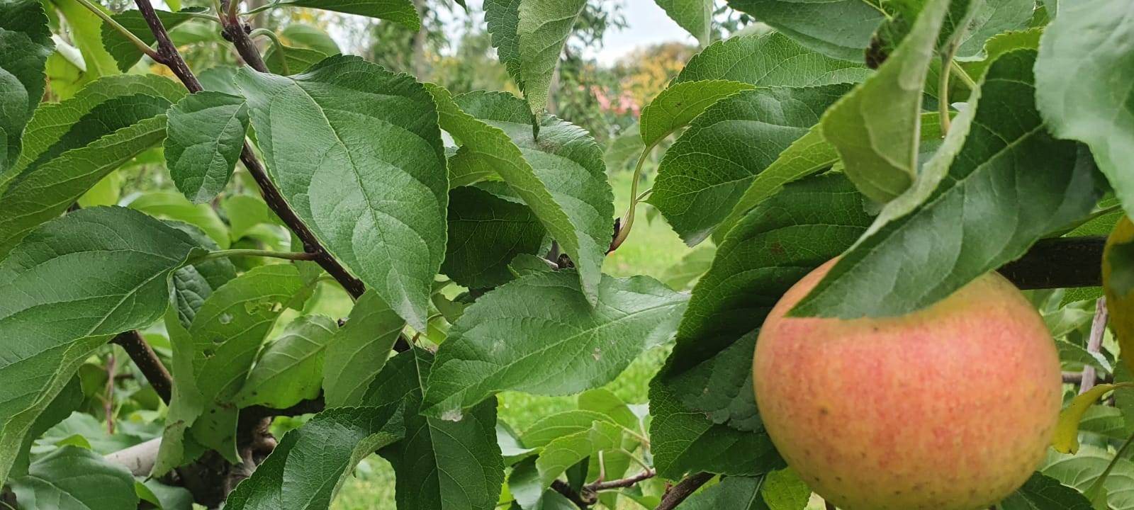 Dortmund: Apfelernte auf dem Hof Mertin