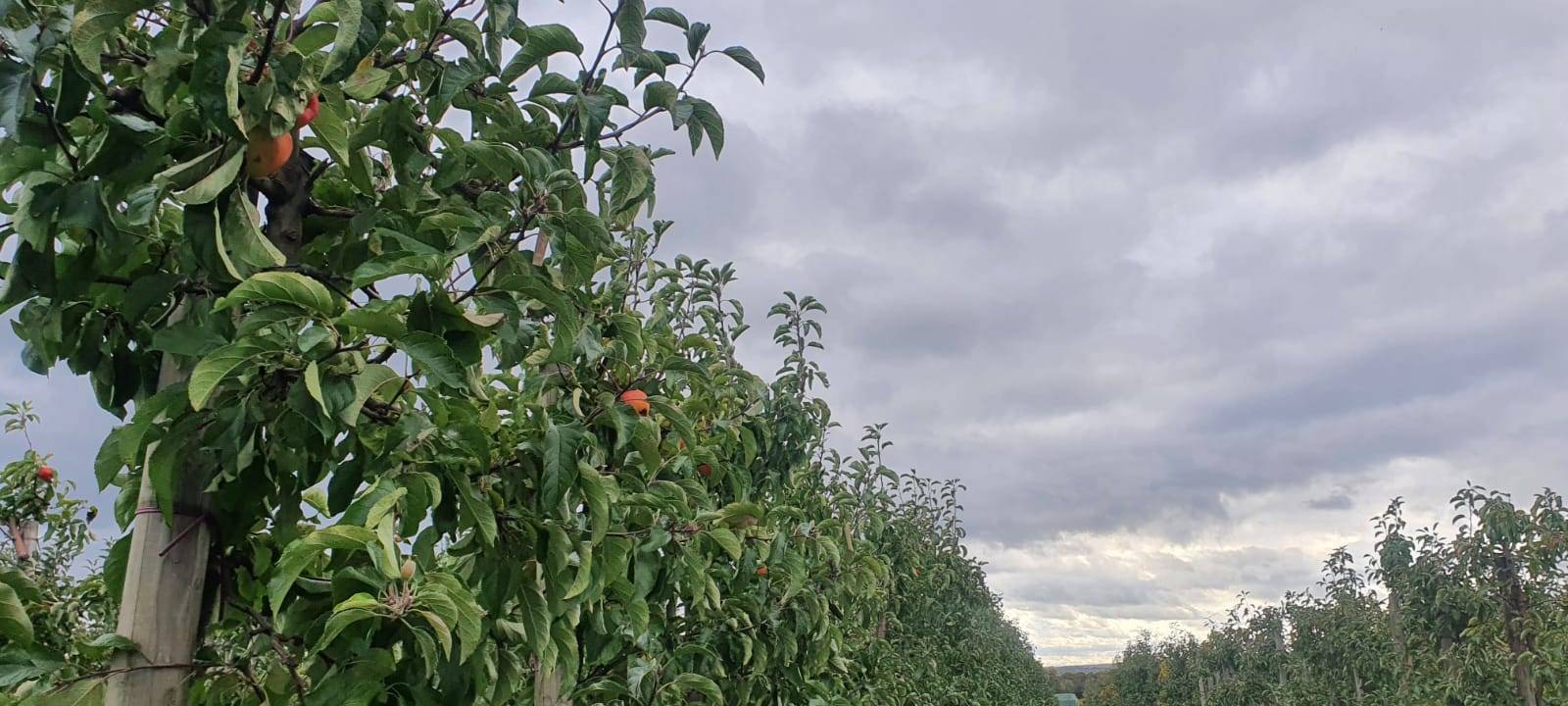 Dortmund: Apfelernte auf dem Hof Mertin