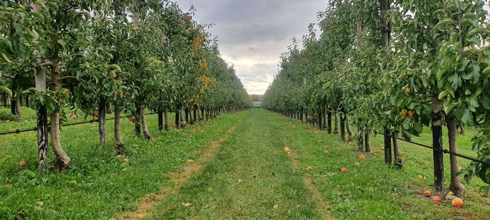 Dortmund: Apfelernte auf dem Hof Mertin