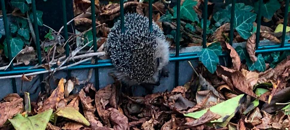 Der Igel konnte sich nicht selbstständig aus dem Zaun befreien.