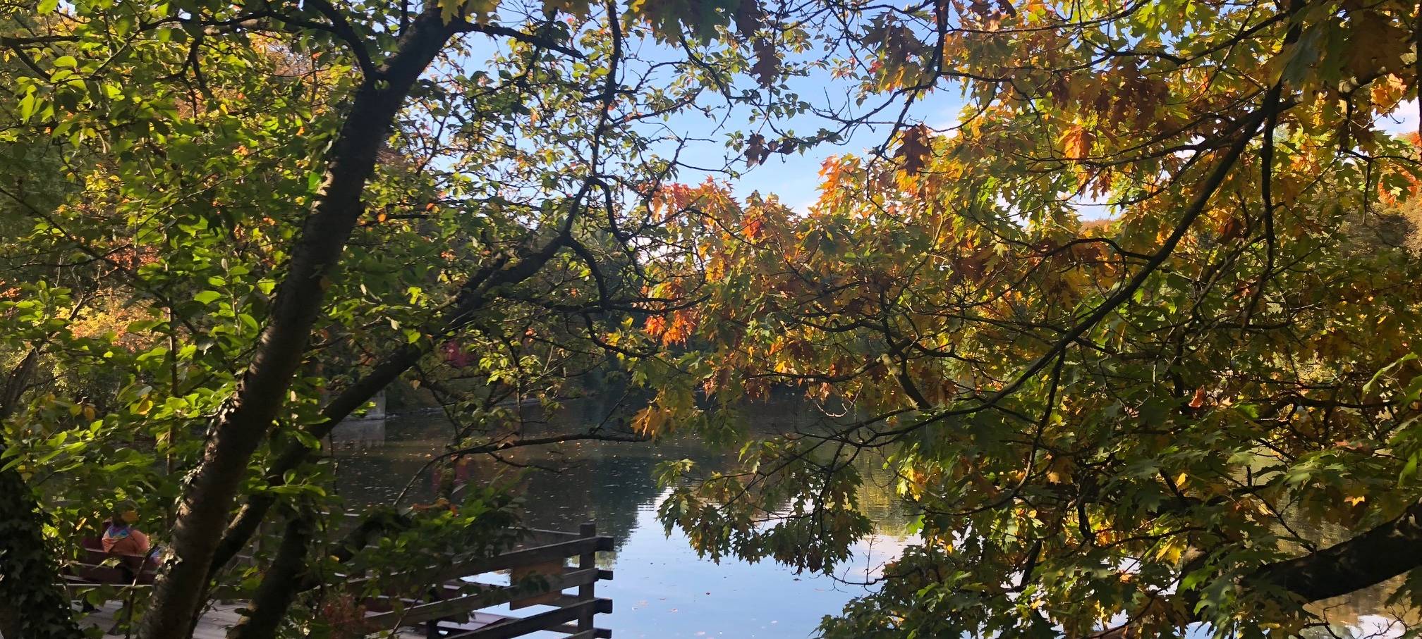 Dortmund: Rombergpark bekommt neuen Steg