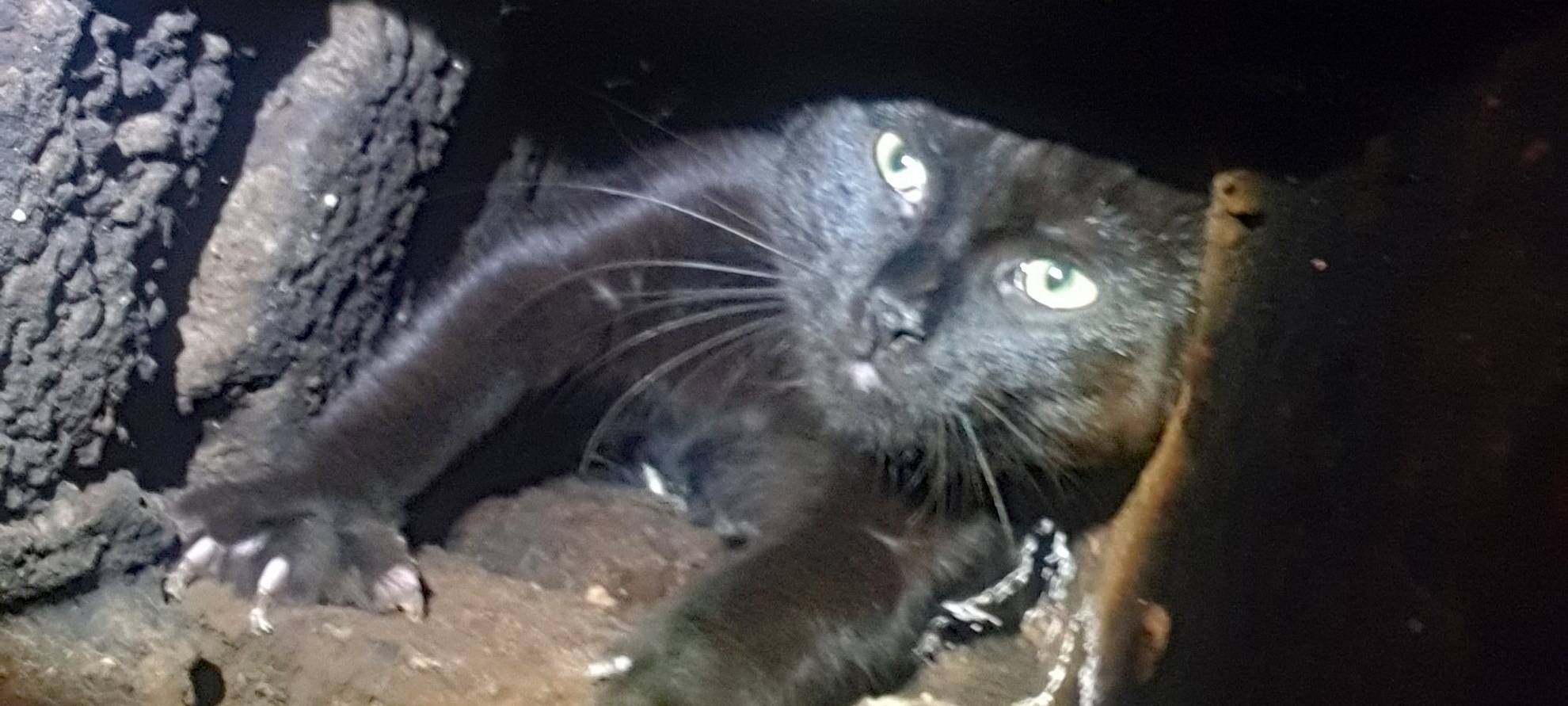 Dortmunder Feuerwehr rettet Katze aus Kamin