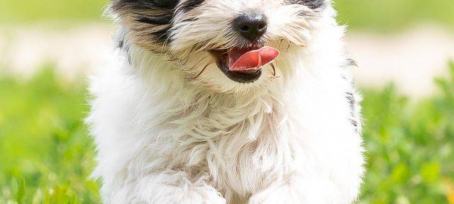 Stadt Dortmund hat mehr Hundesteuern eingenommen