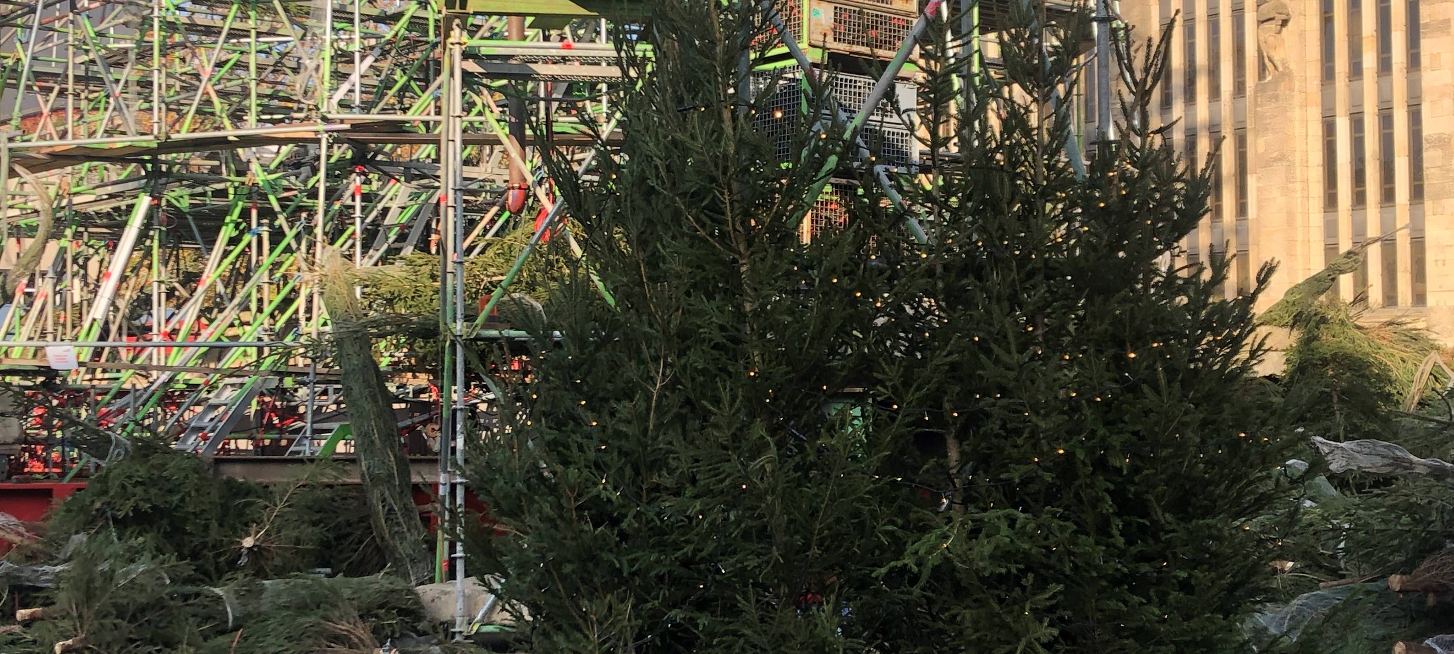 Dortmund: Größter Weihnachtsbaum der Welt wird langsam grün