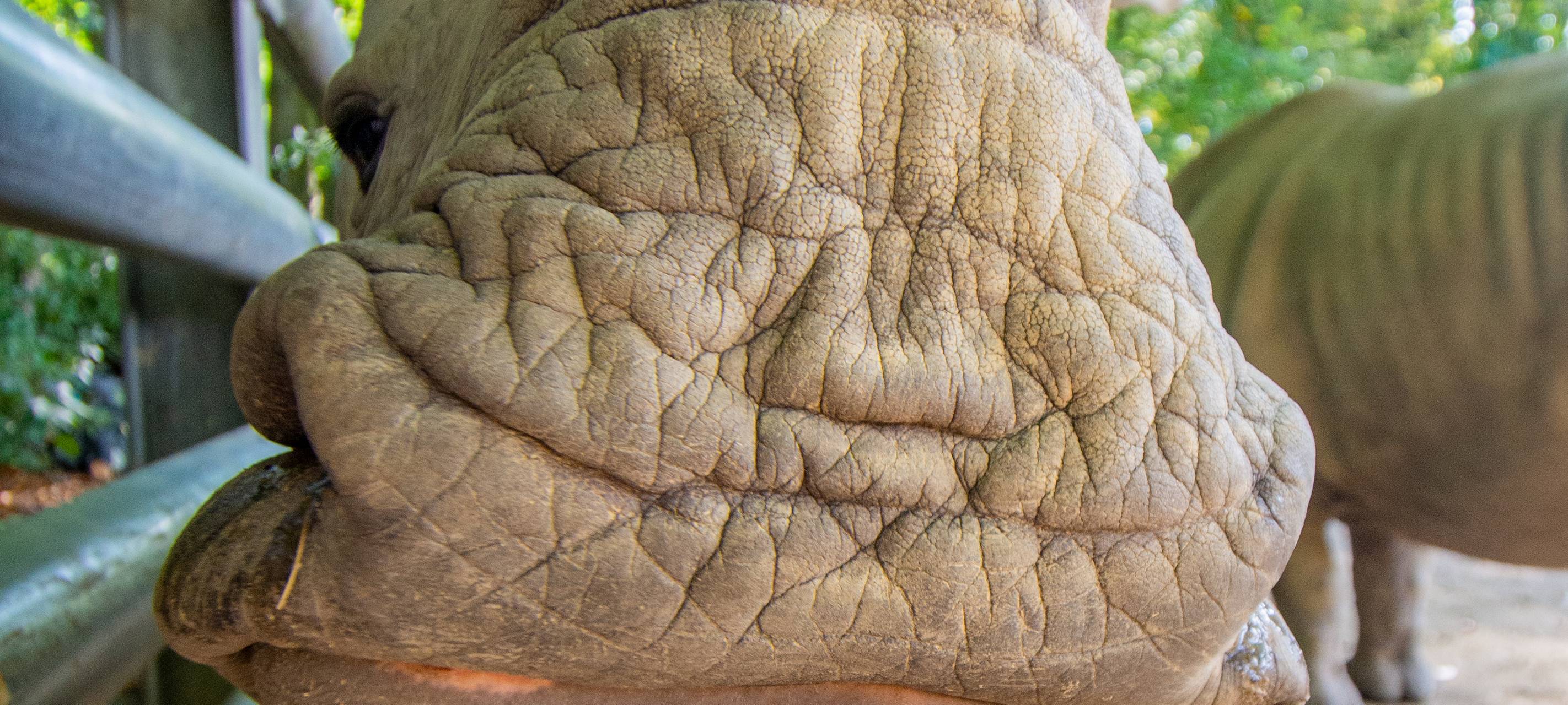 Tier der Woche: Nashorn Willi