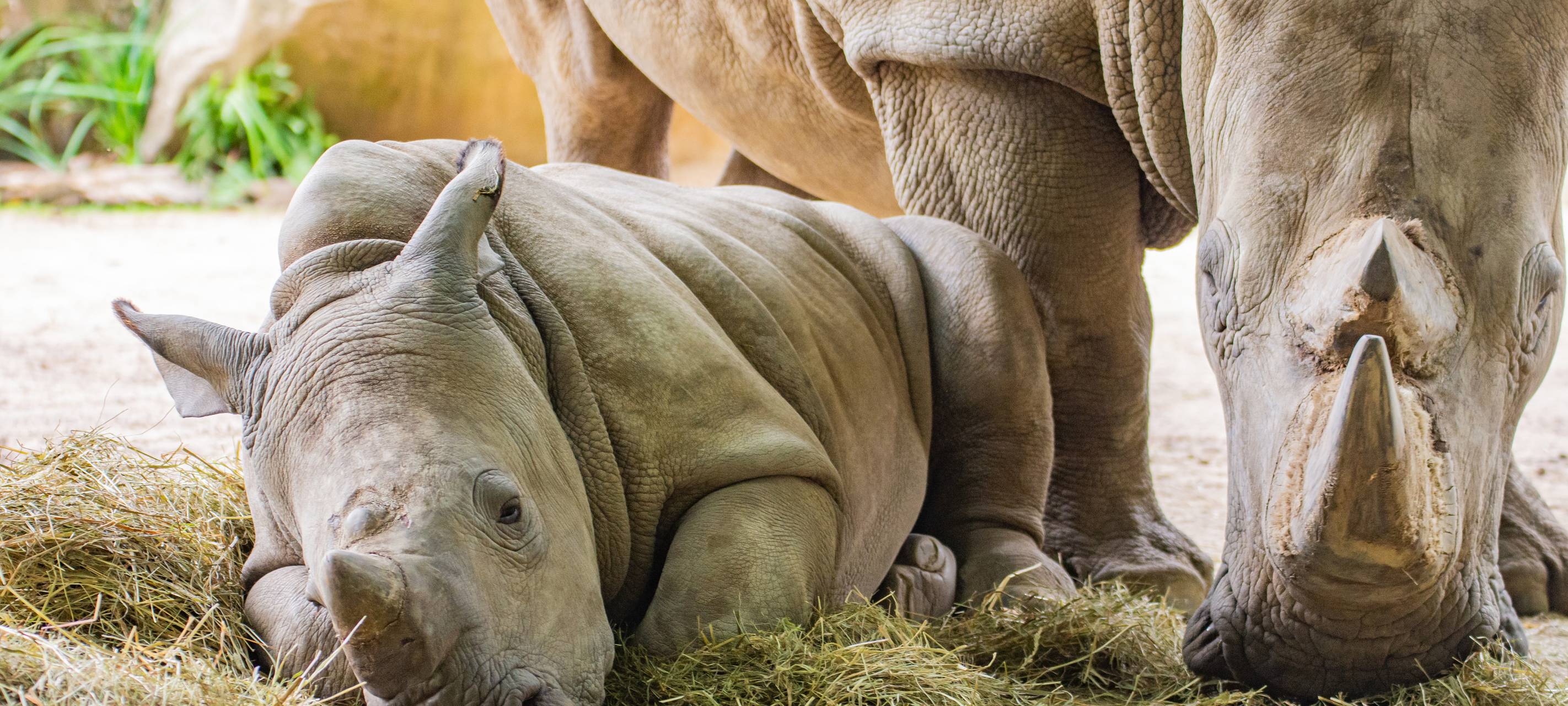 Nach Tod von Willi: Gibt es bald Nashorn-Nachwuchs im Dortmunder Zoo?