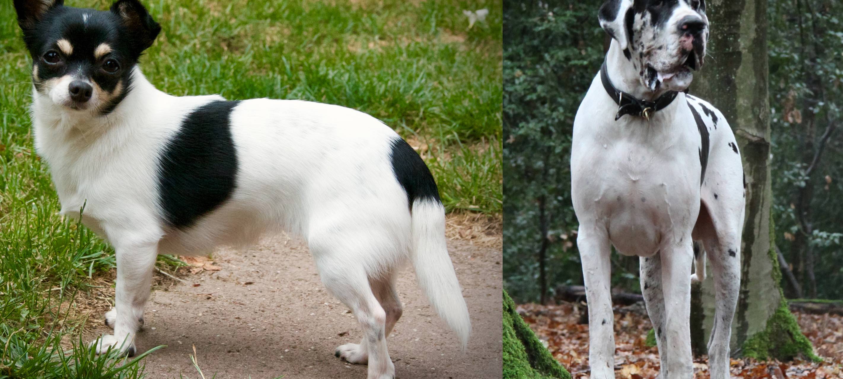 Dortmunder Rekorde: Dortmunds kleinster und größter Hund