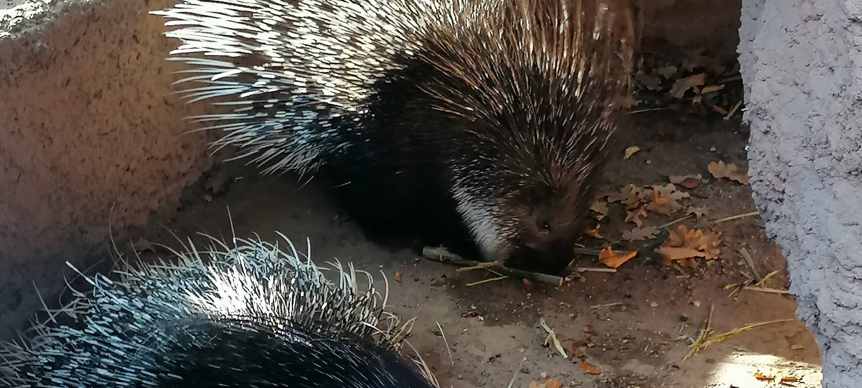 Tier der Woche: Weißschwanz-Stachelschweine Barry und Rita