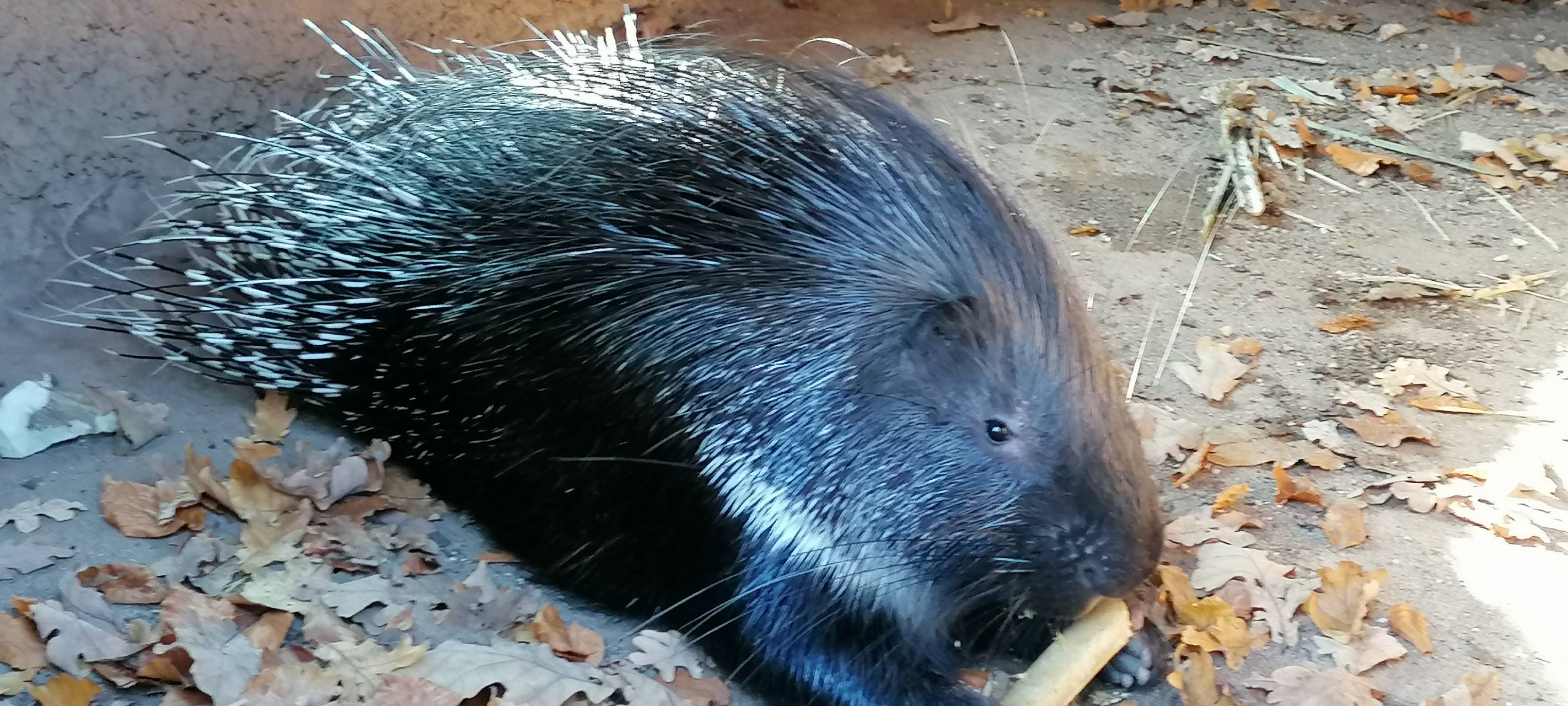 Tier der Woche: Weißschwanz-Stachelschweine Barry und Rita