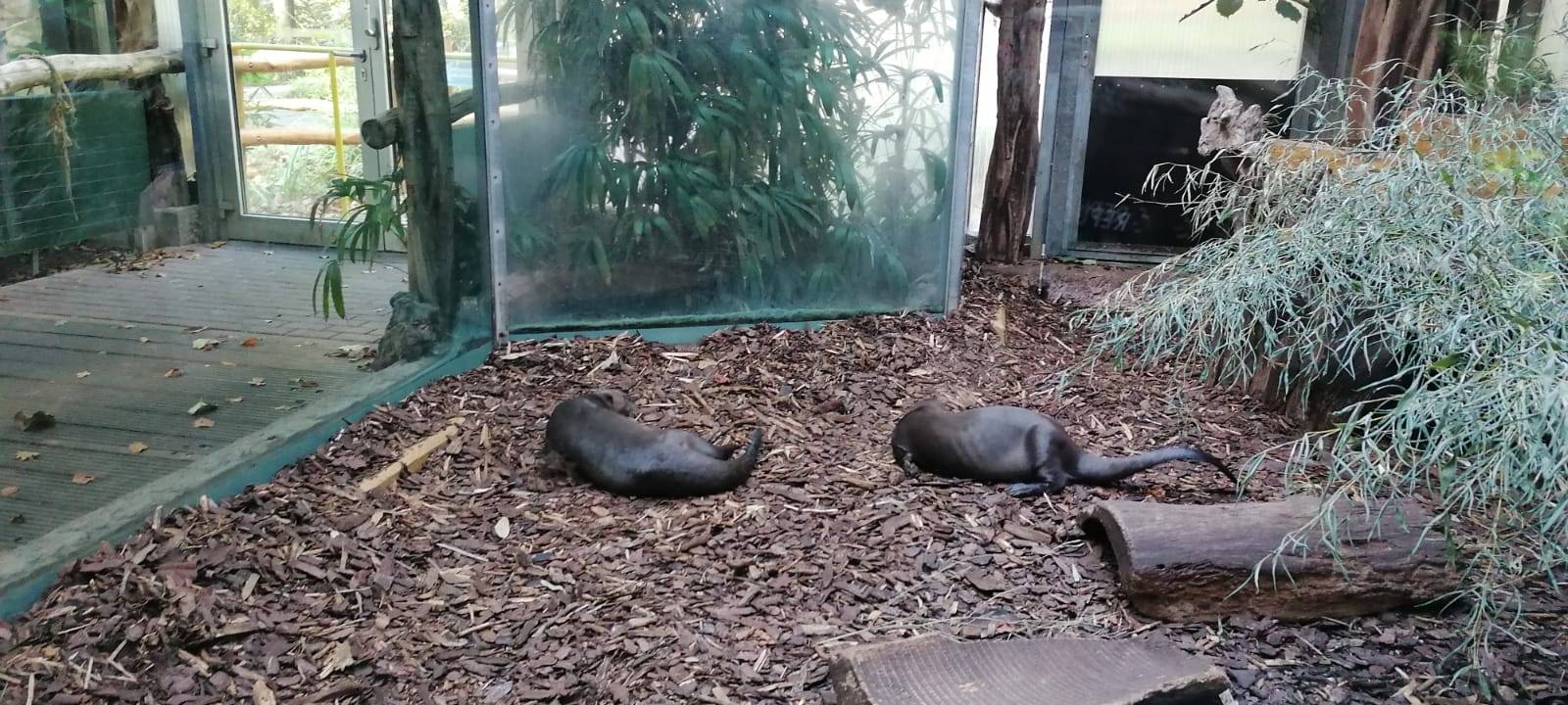 Tier der Woche: Riesenotter Anori und Apuri