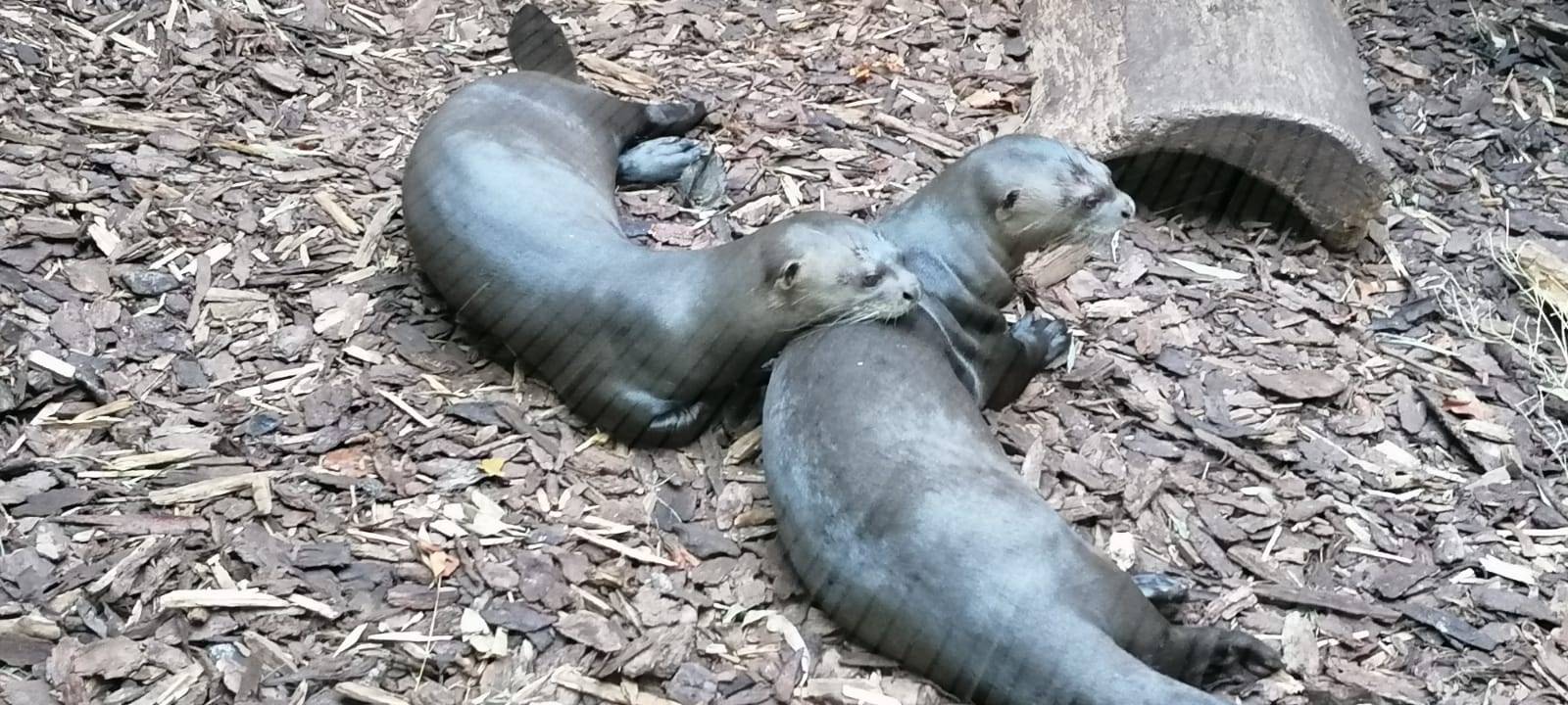 Tier der Woche: Riesenotter Anori und Apuri