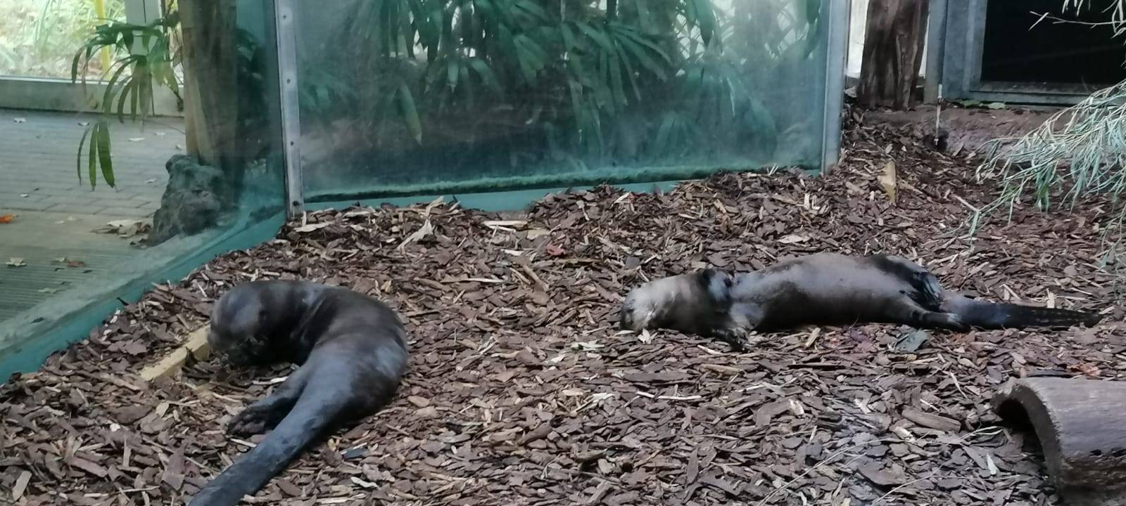 Tier der Woche: Riesenotter Anori und Apuri