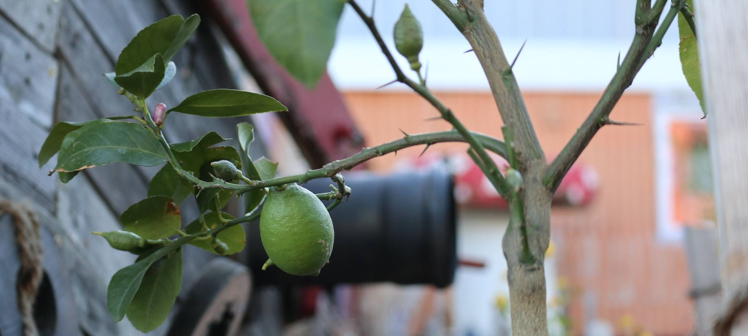 Dortmunder Social-Start-up "Pandora 2.0"