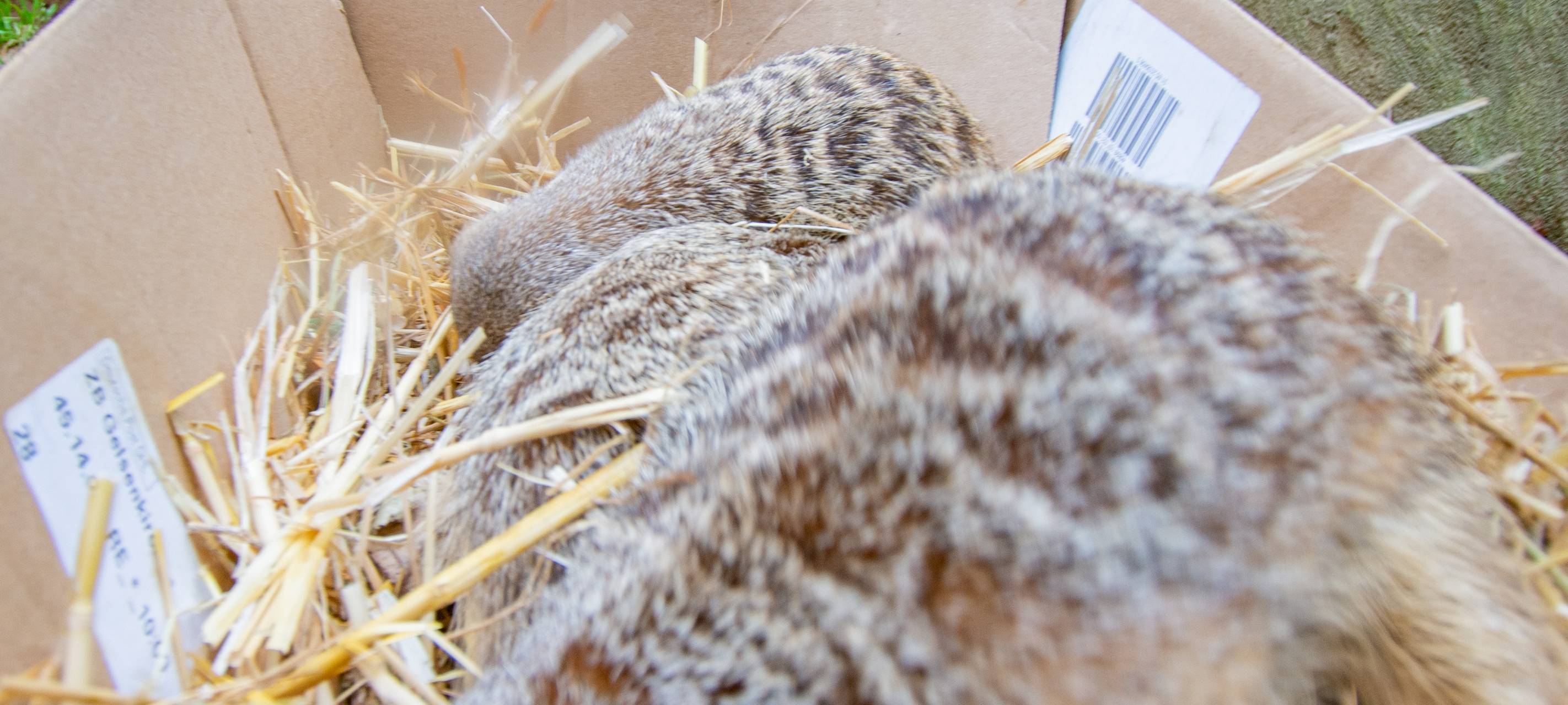 Tier der Woche: Erdmännchen im Dortmunder Zoo