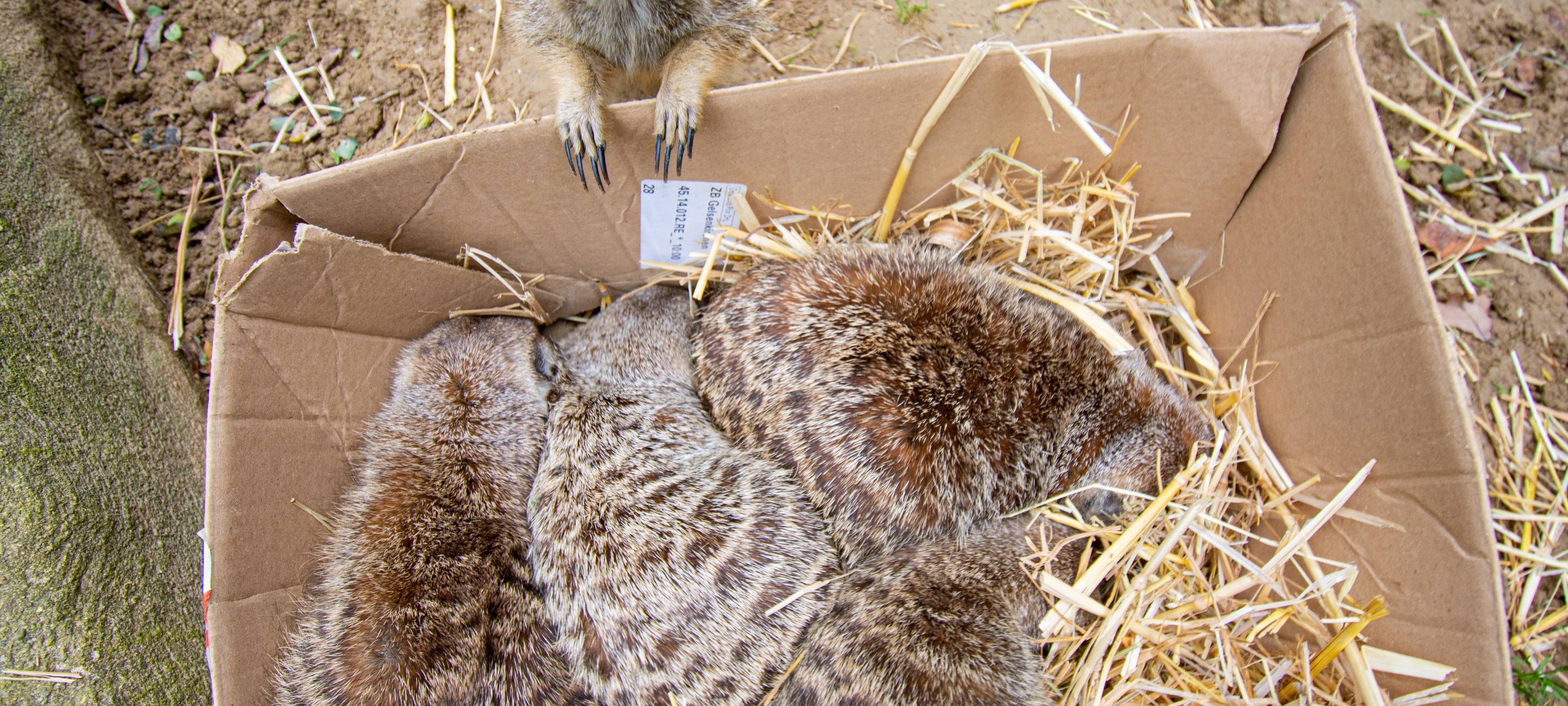 Tier der Woche: Erdmännchen im Dortmunder Zoo