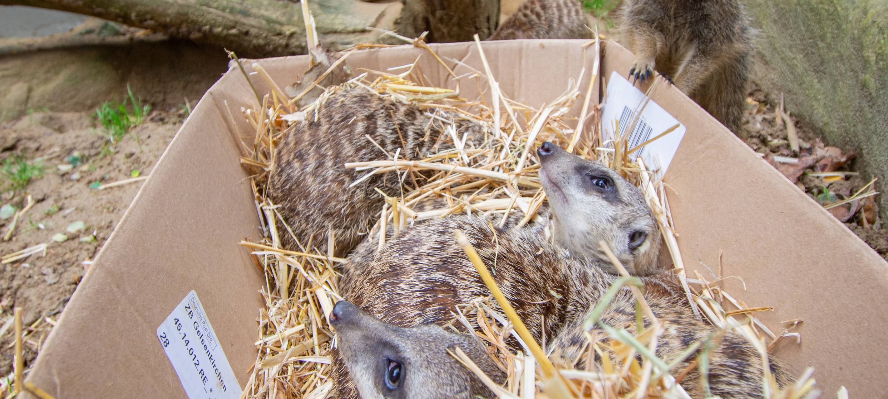 Tier der Woche: Erdmännchen im Dortmunder Zoo