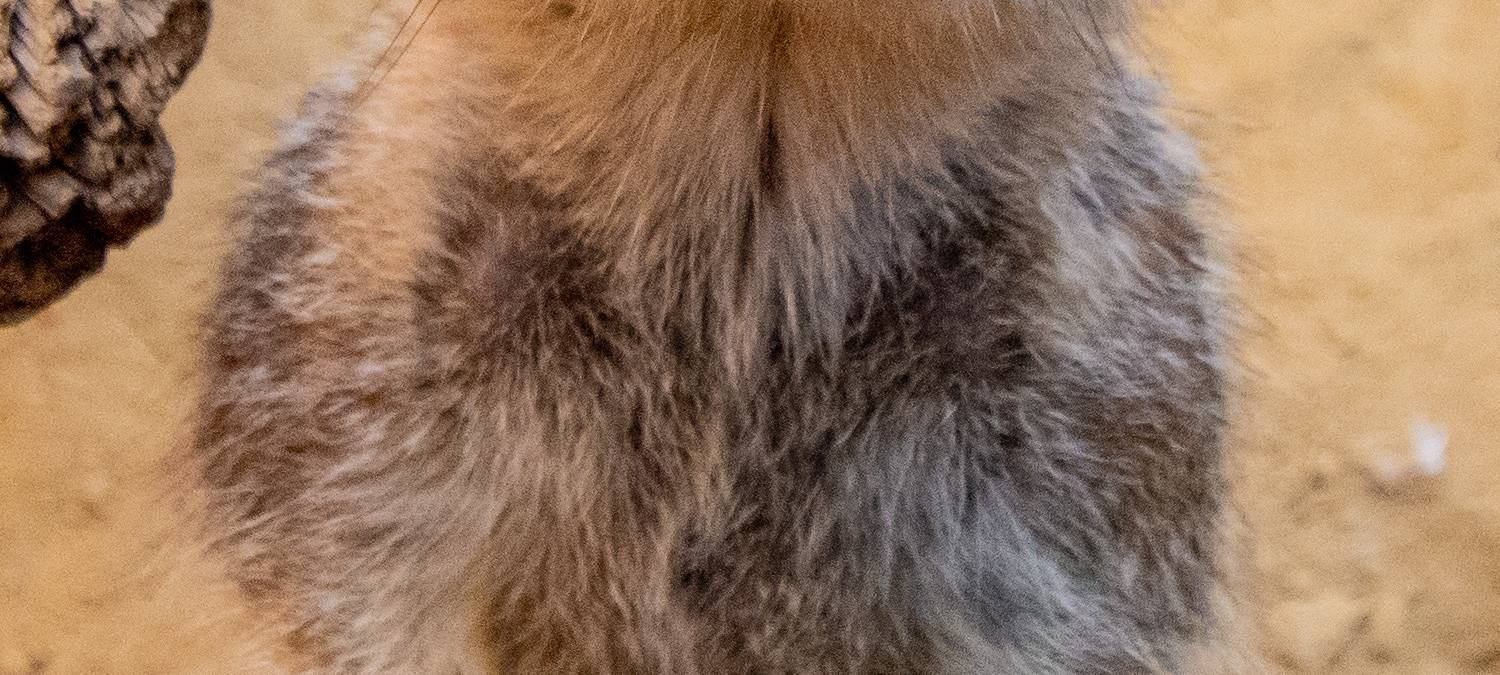 Tier der Woche: Erdmännchen im Dortmunder Zoo