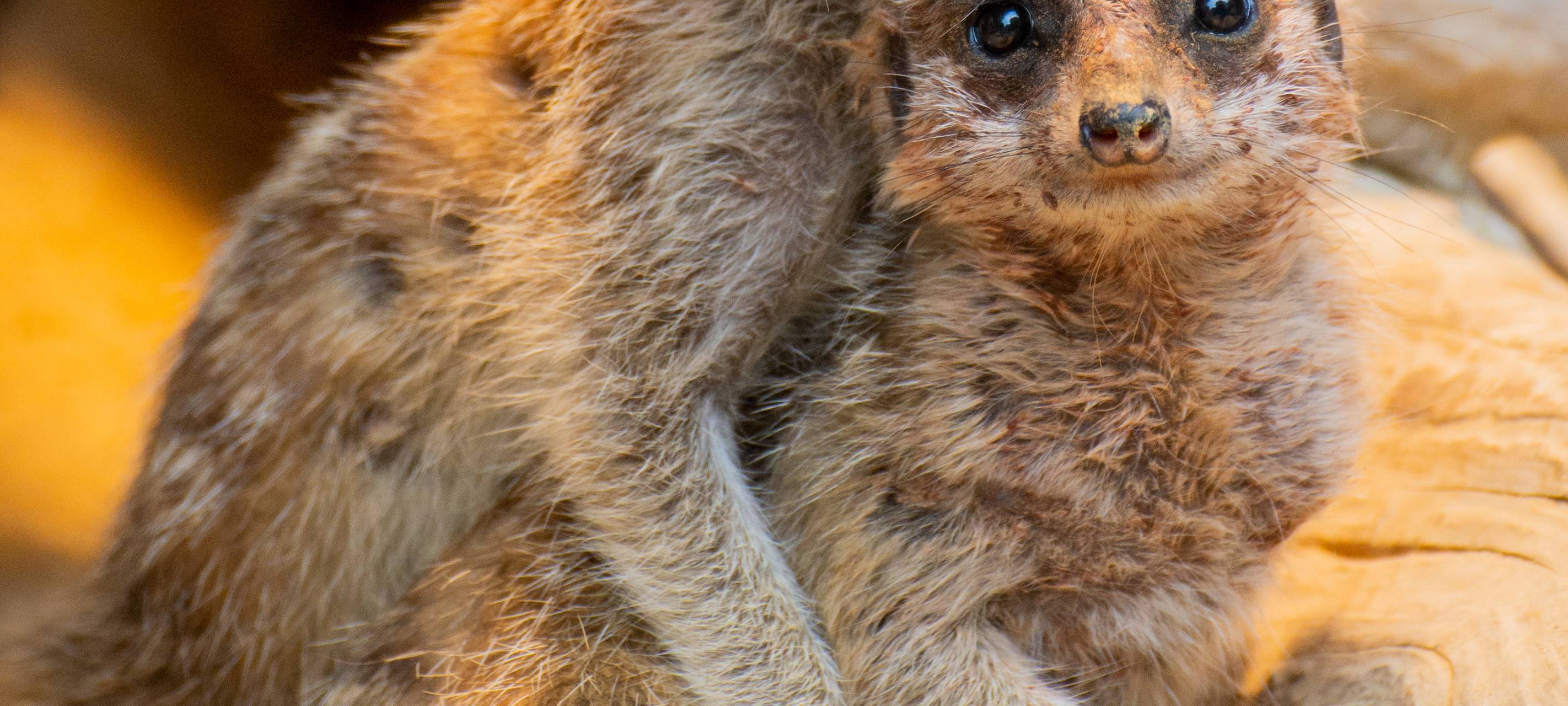 Tier der Woche: Erdmännchen im Dortmunder Zoo