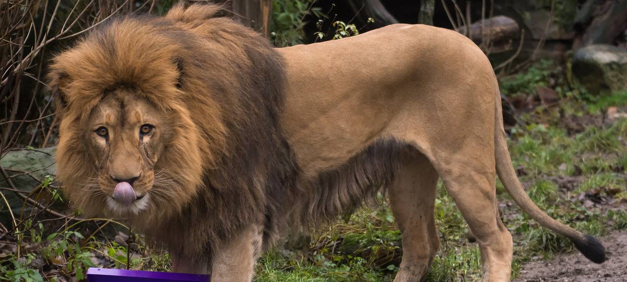 Sanierungsarbeiten im Dortmund Zoo sind gestartet