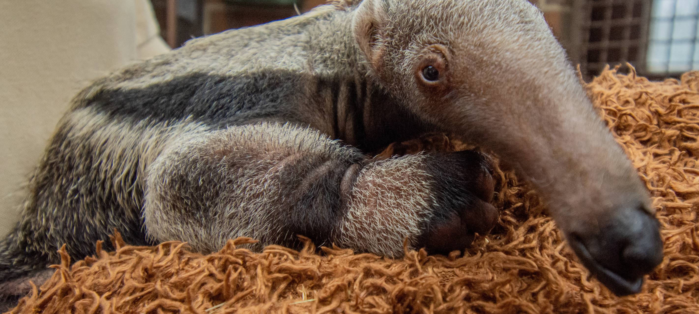 Tier der Woche: Ameisenbärin Maria aus dem Dortmunder Zoo