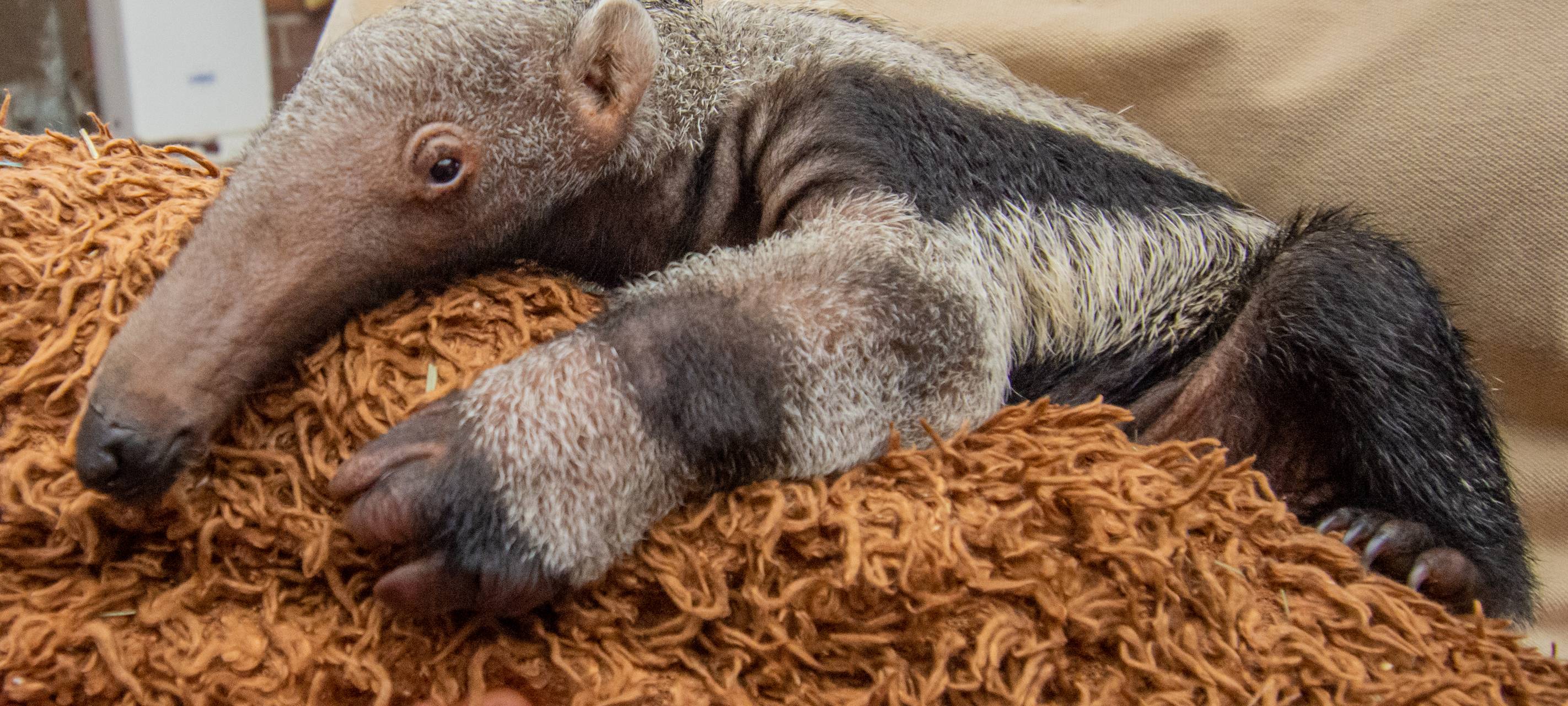 Tier der Woche: Ameisenbärin Maria aus dem Dortmunder Zoo