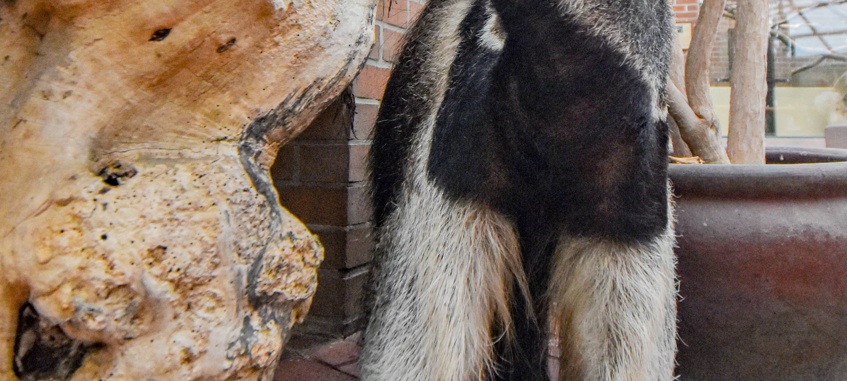 Tier der Woche: Ameisenbärin Maria aus dem Dortmunder Zoo