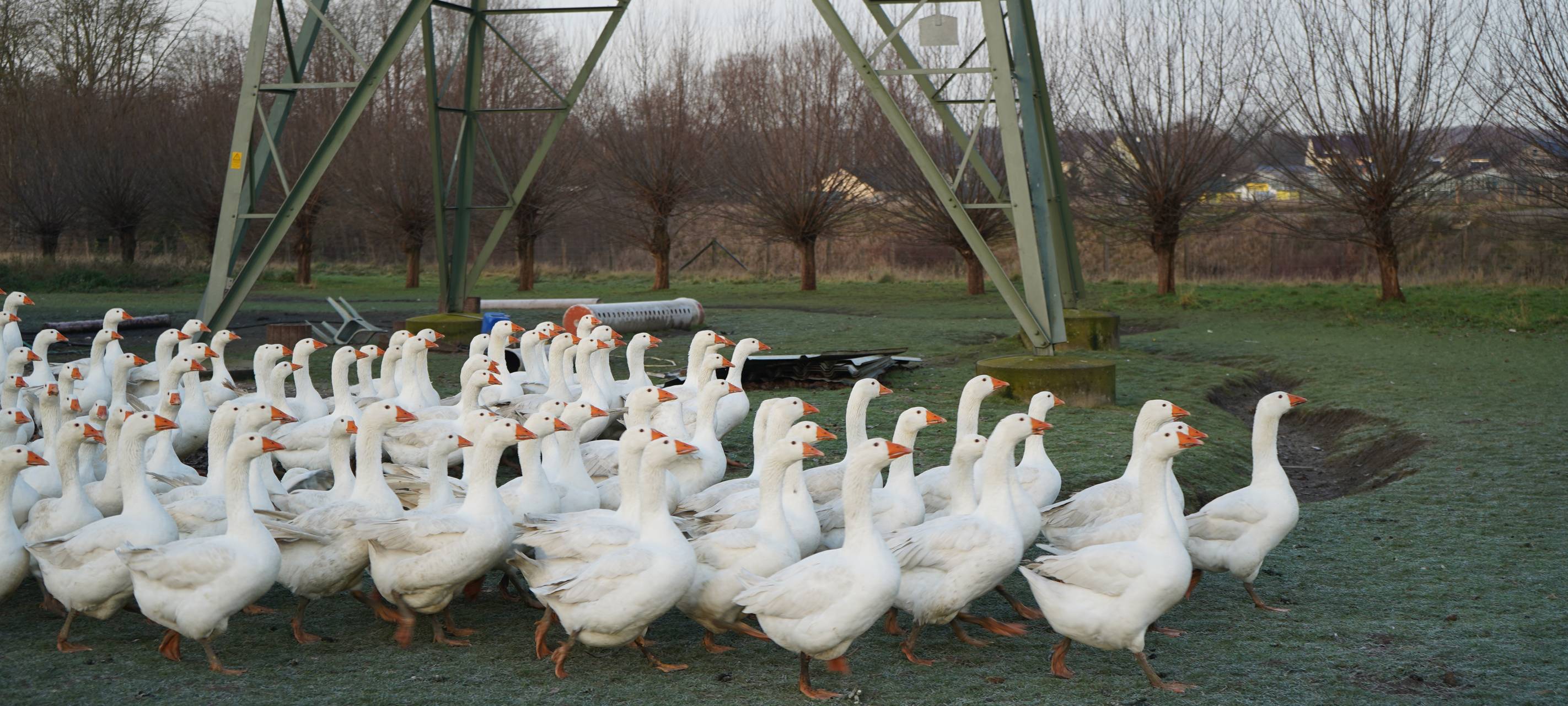 Dortmund: Zu Besuch bei Bauer Kuse