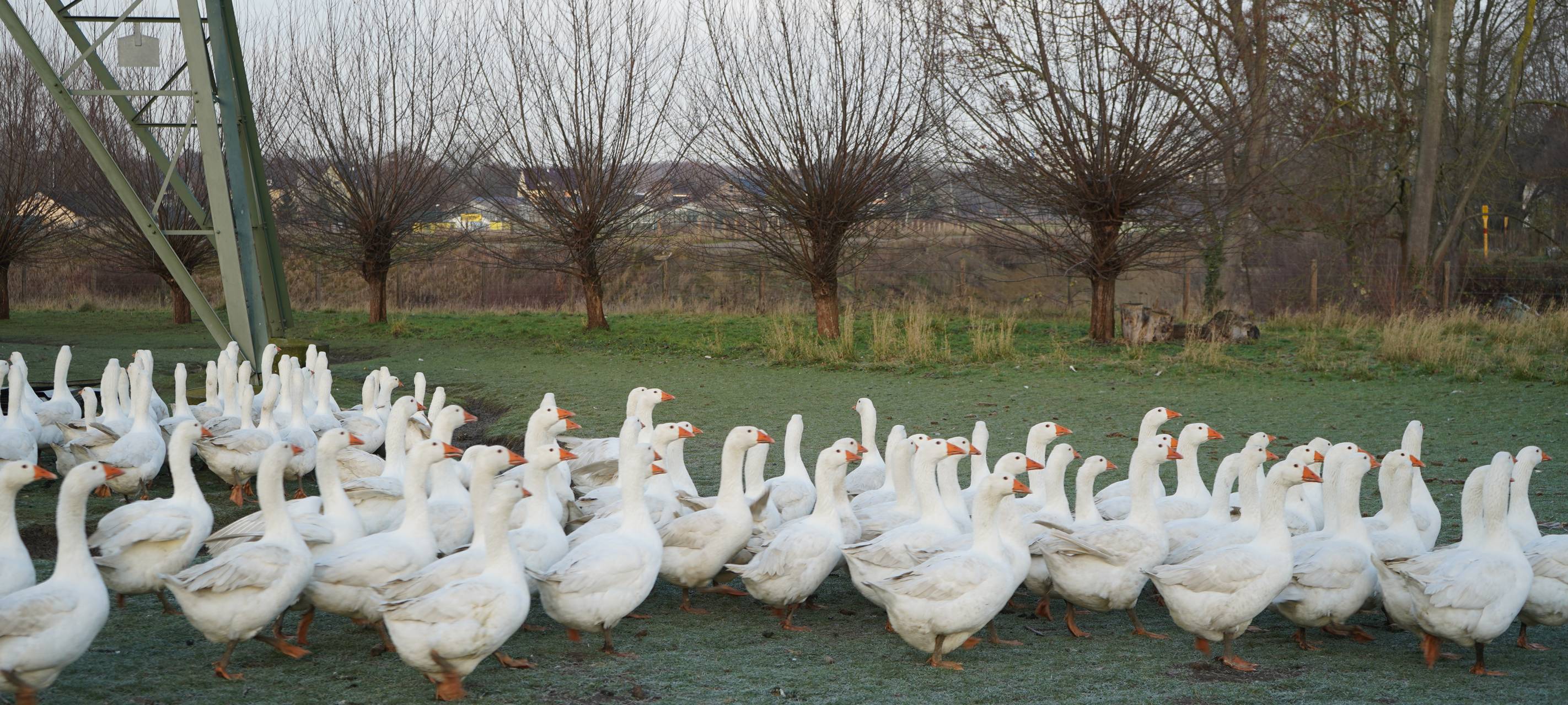 Dortmund: Zu Besuch bei Bauer Kuse
