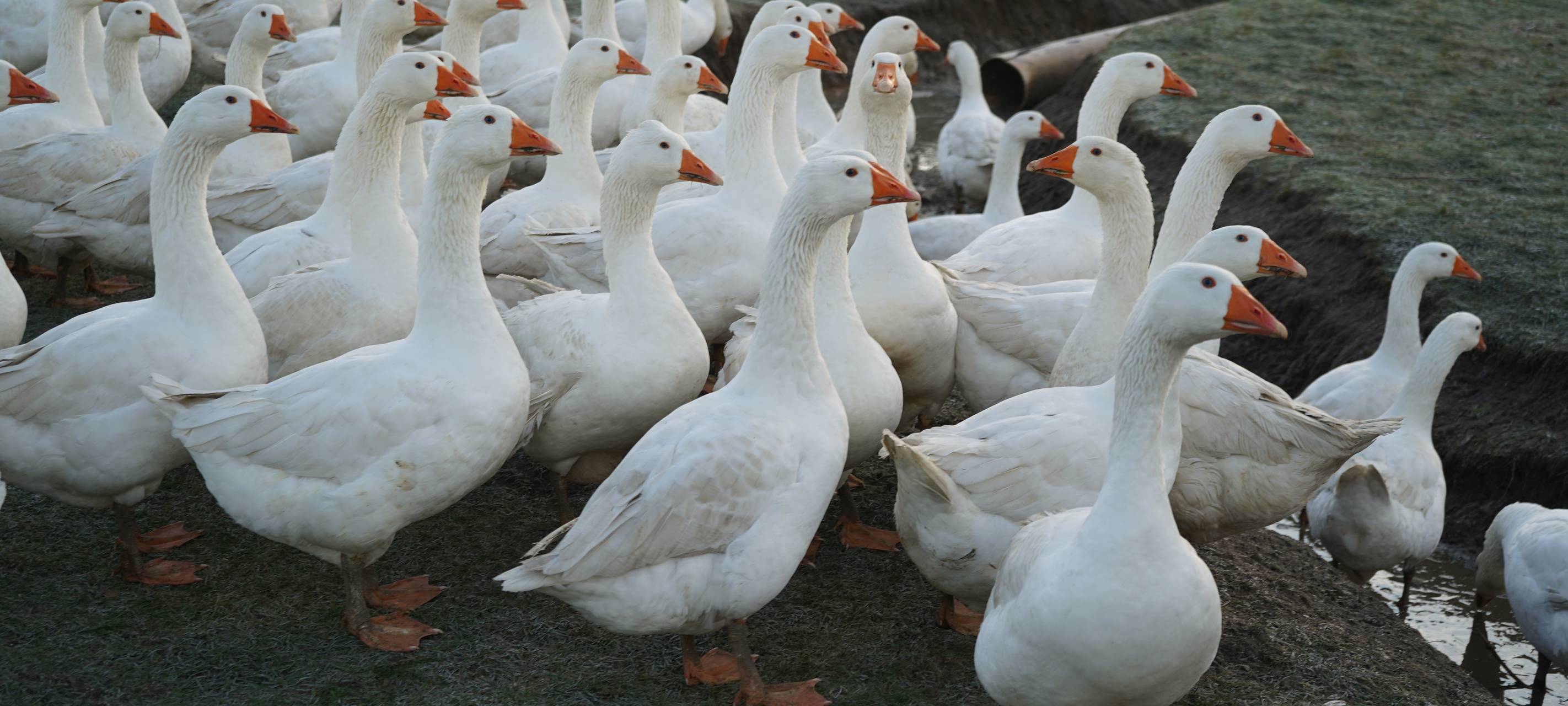 Dortmund: Zu Besuch bei Bauer Kuse