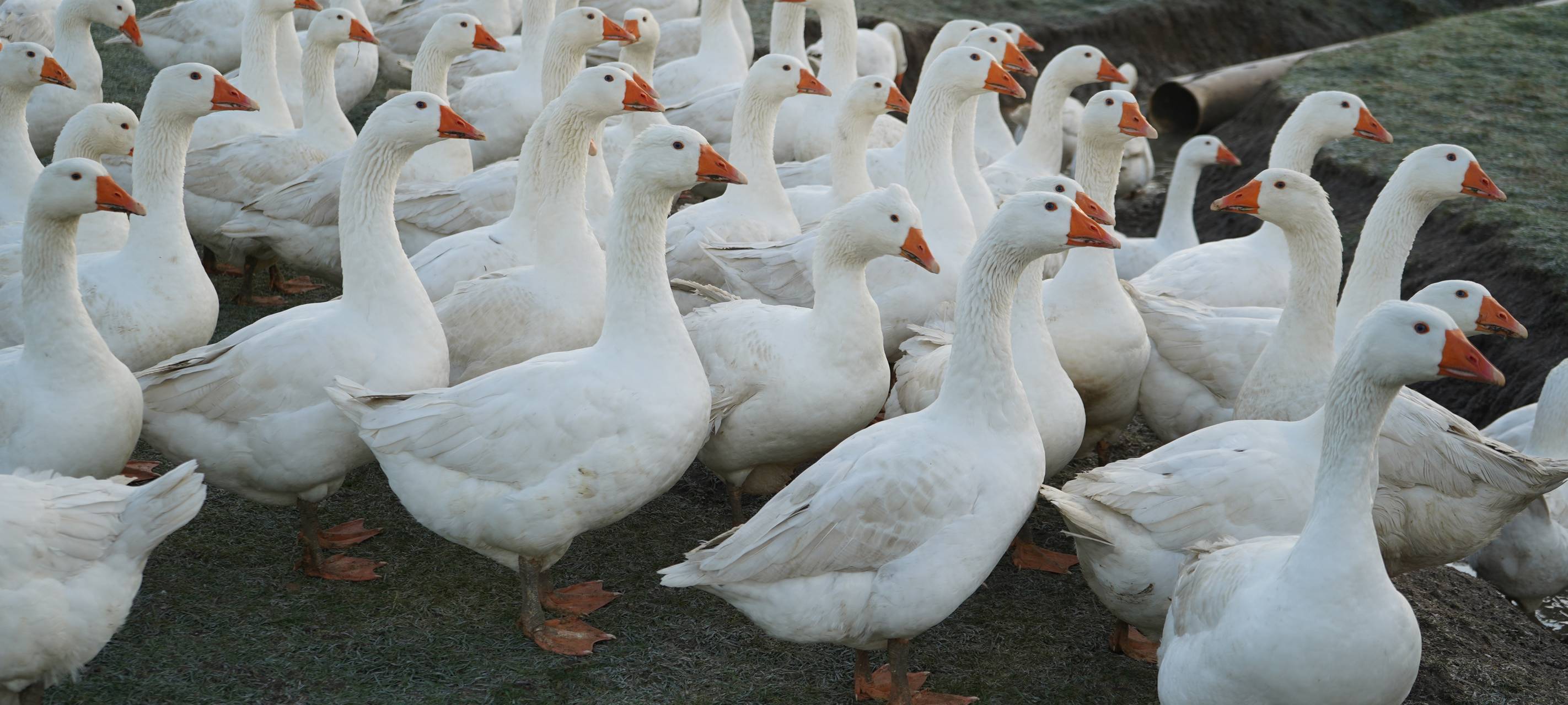 Dortmund: Zu Besuch bei Bauer Kuse