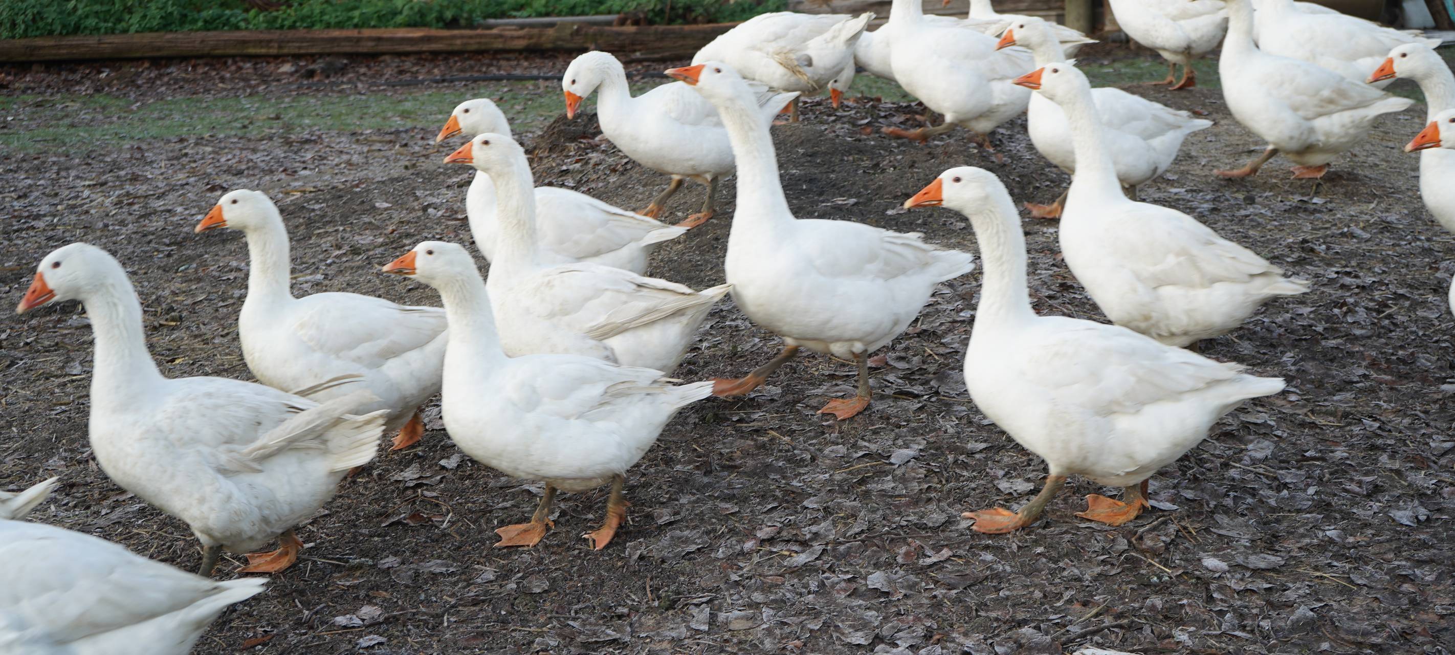 Dortmund: Zu Besuch bei Bauer Kuse