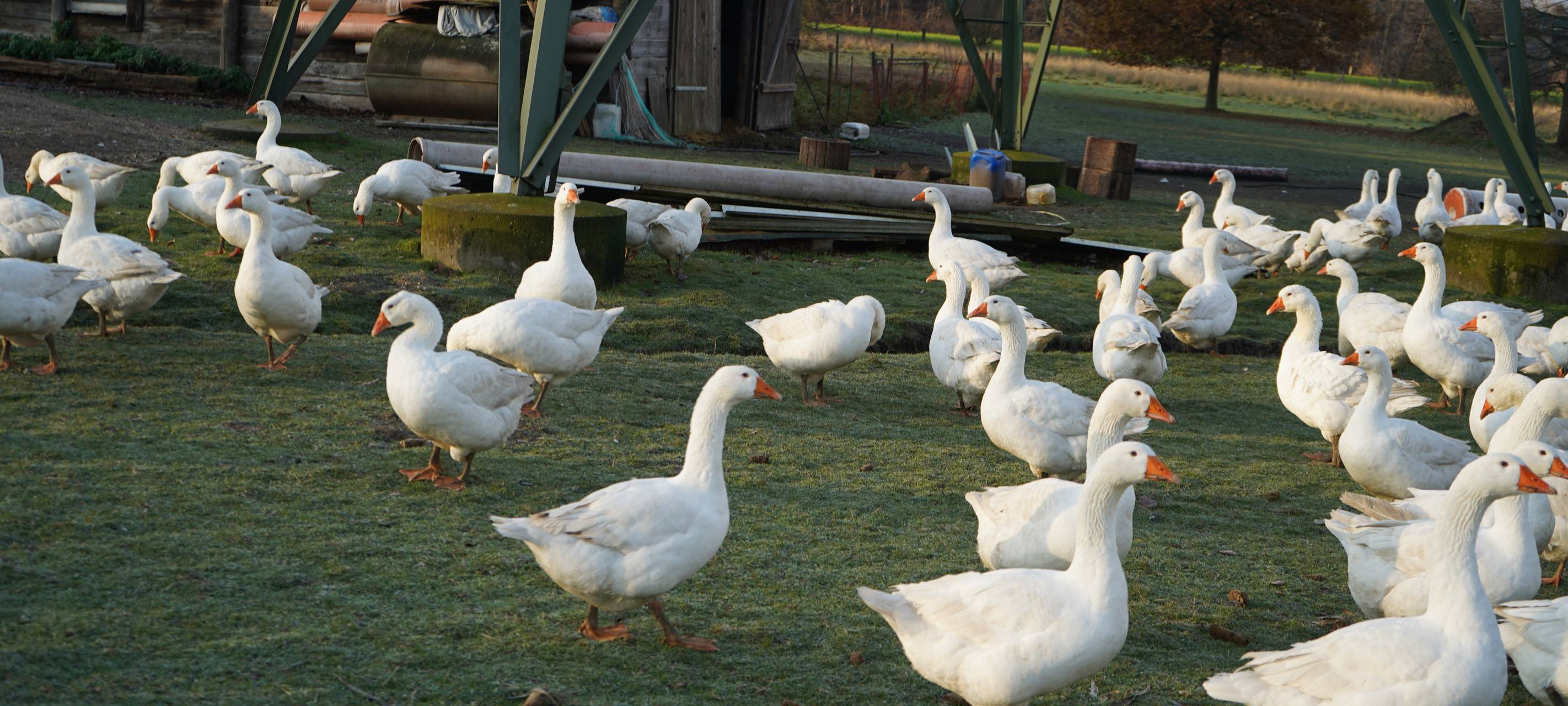 Dortmund: Zu Besuch bei Bauer Kuse