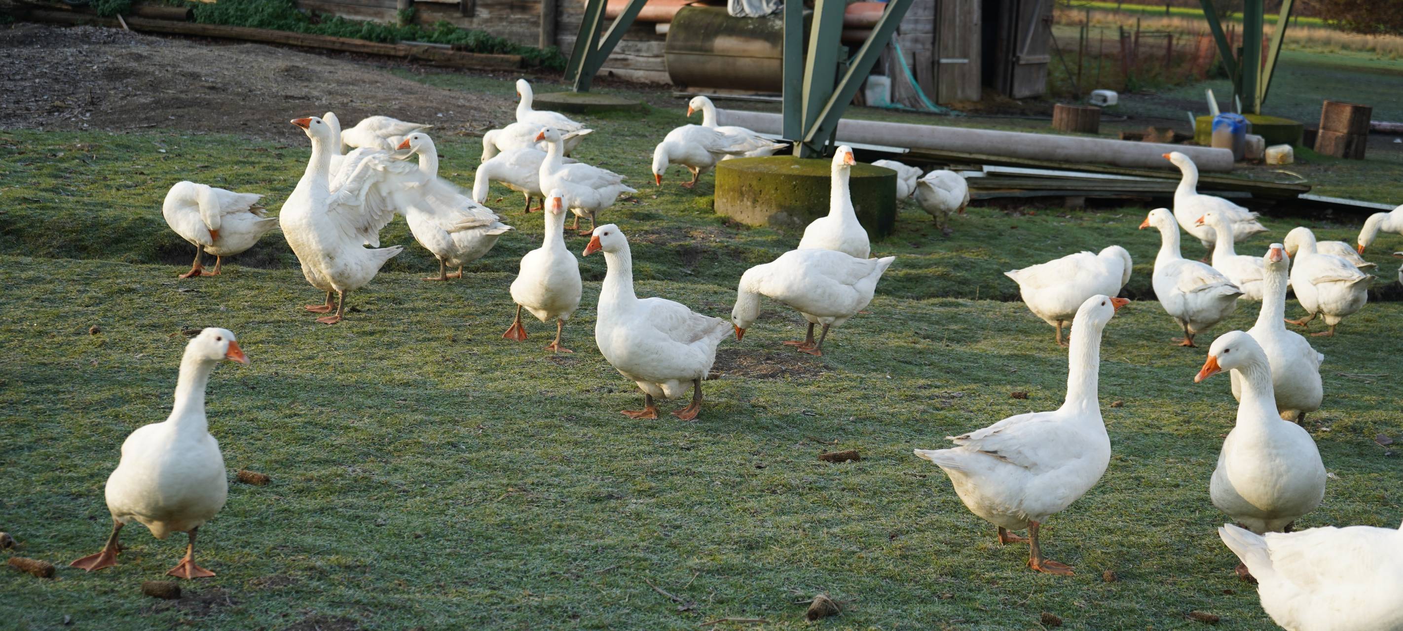 Dortmund: Zu Besuch bei Bauer Kuse