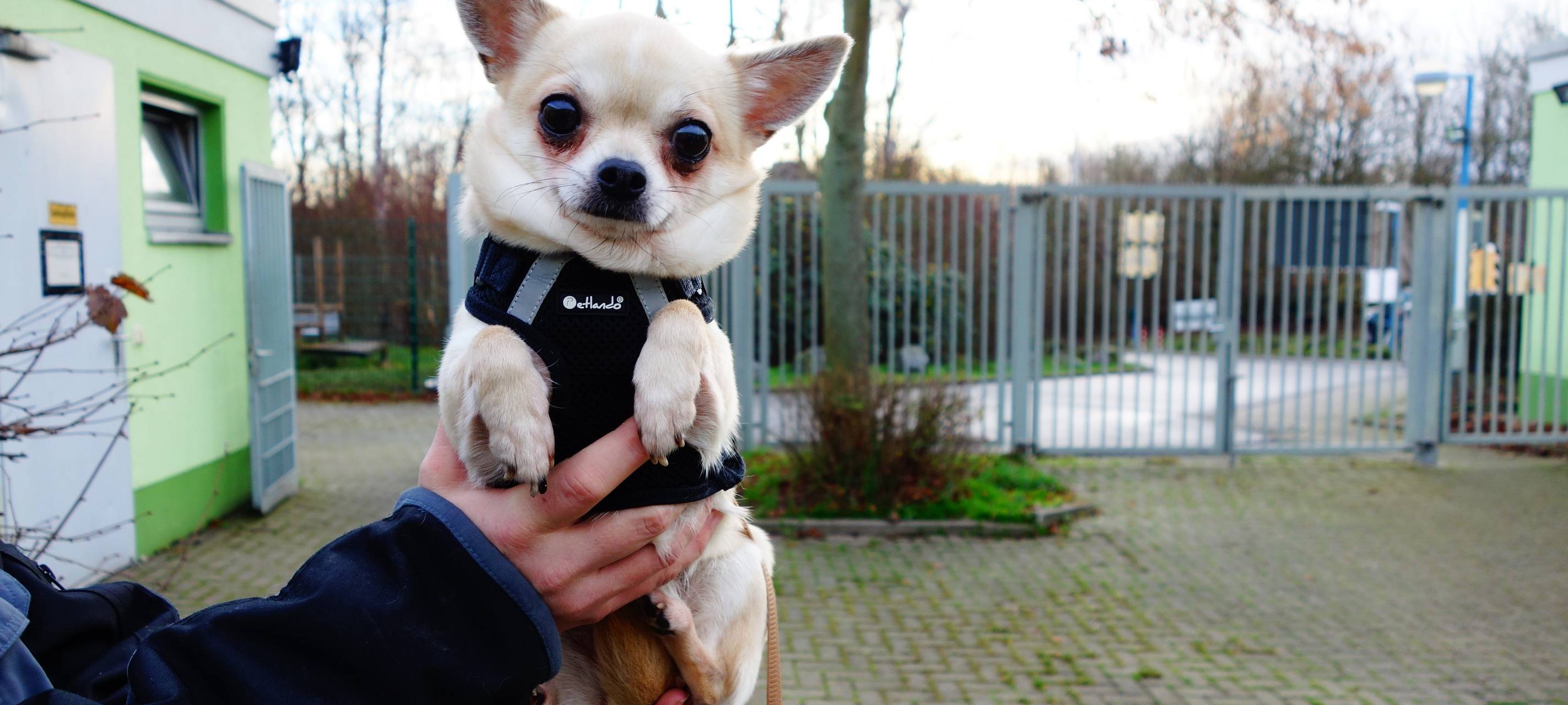 Tier der Woche: Chihuahua-Hündin Chicita