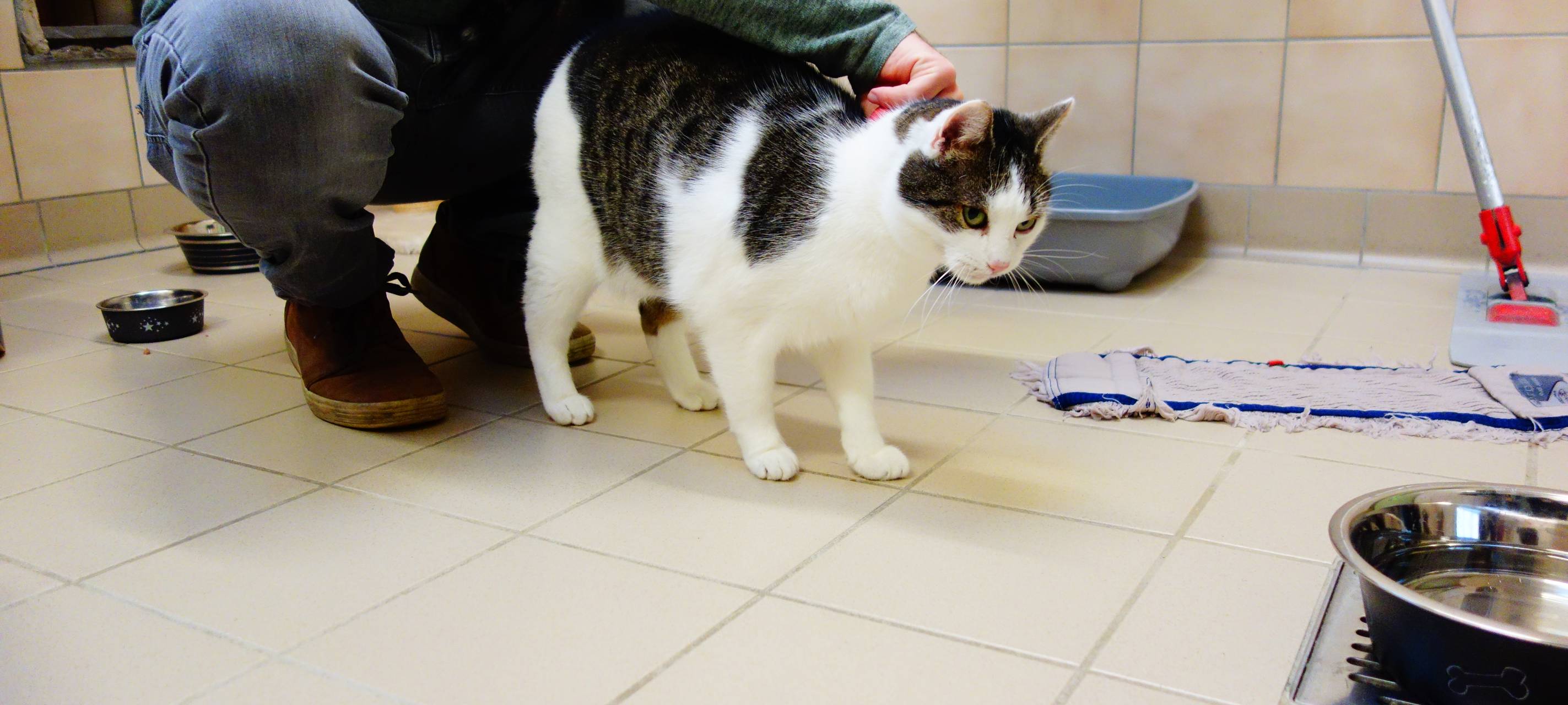 Tier der Woche: Kater Rasmus aus dem Dortmunder Tierheim