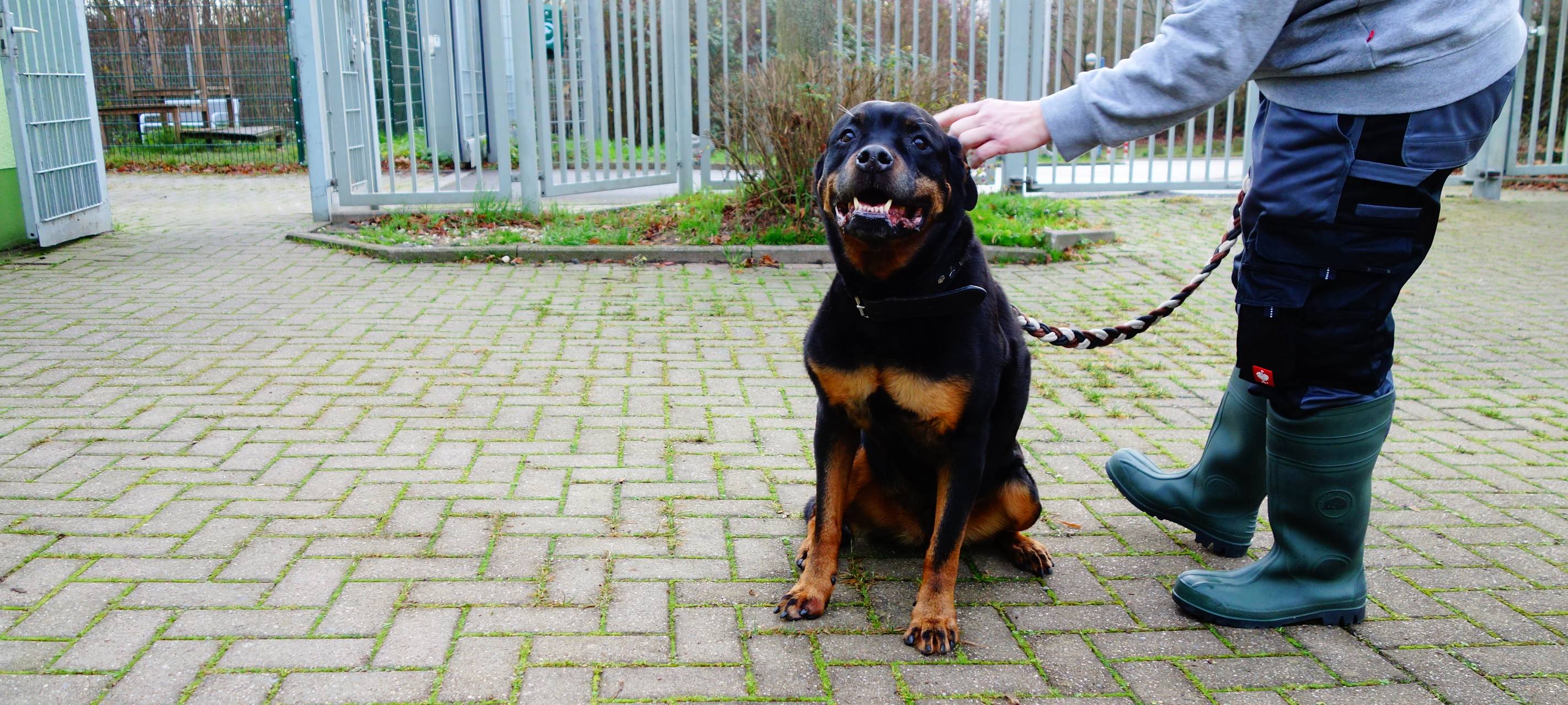Tier der Woche: Rottweiler-Hündin Adele