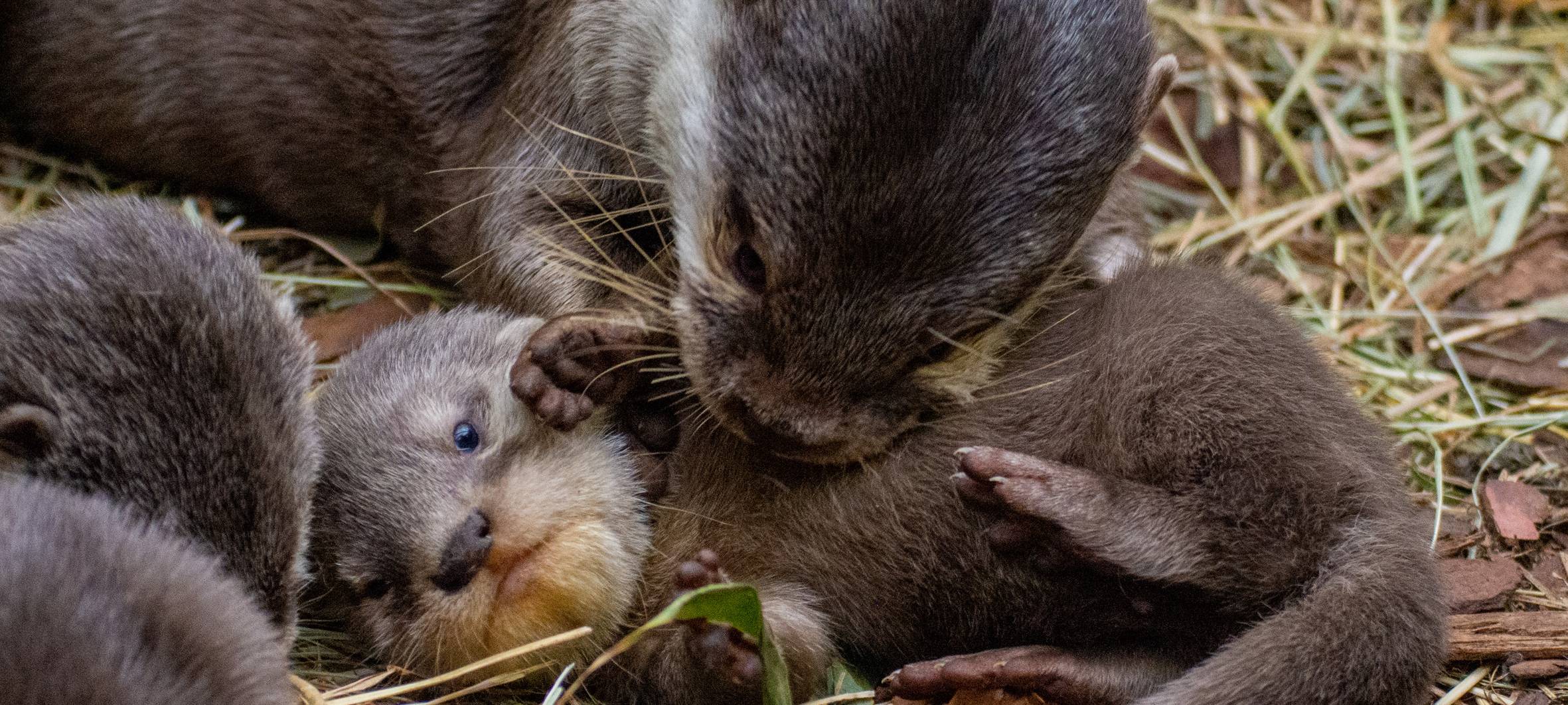 Vater Kon putzt eines der Jungtiere