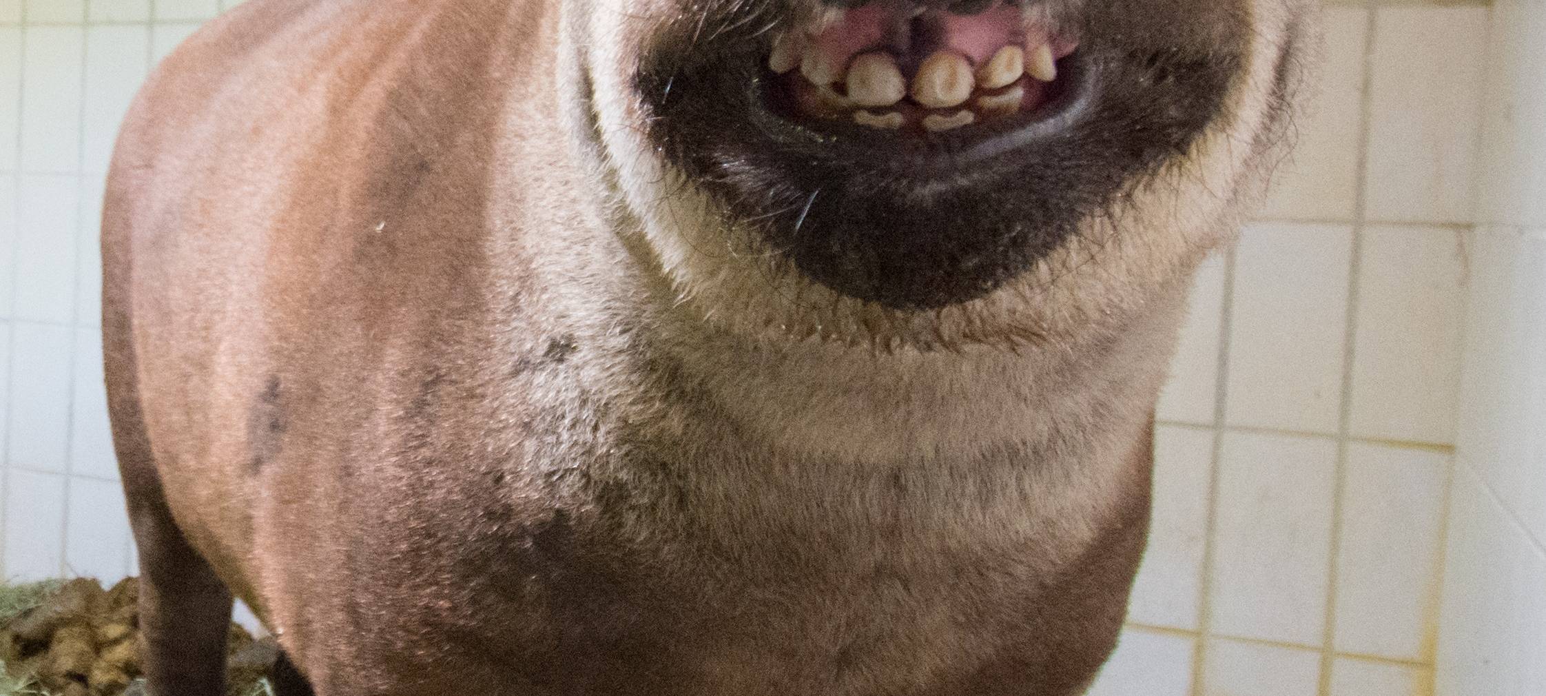 Tier der Woche: Flachland-Tapir Fahéj